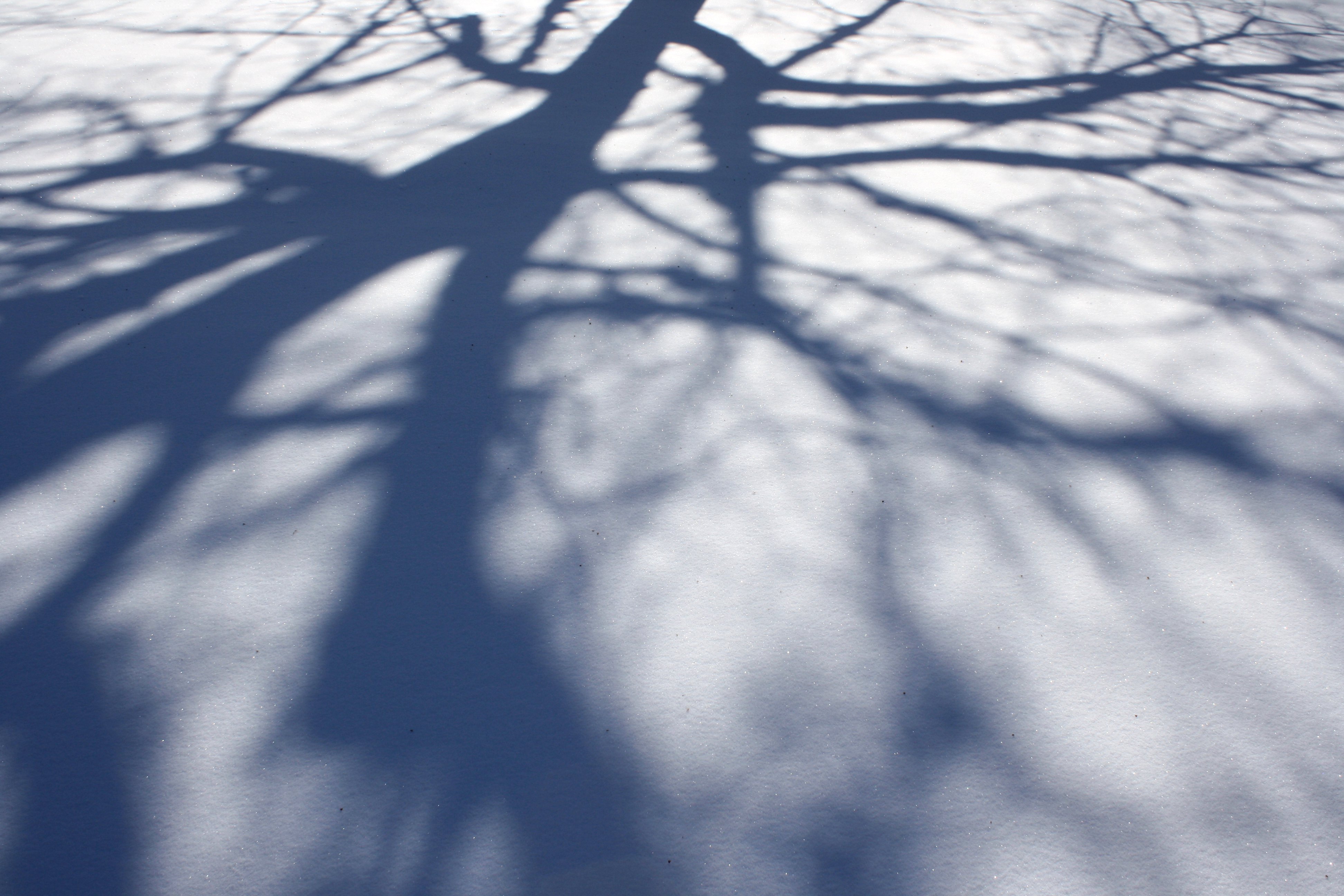 Tree Branch Shadows on Snow Texture Picture. Free Photograph. Photo Public Domain
