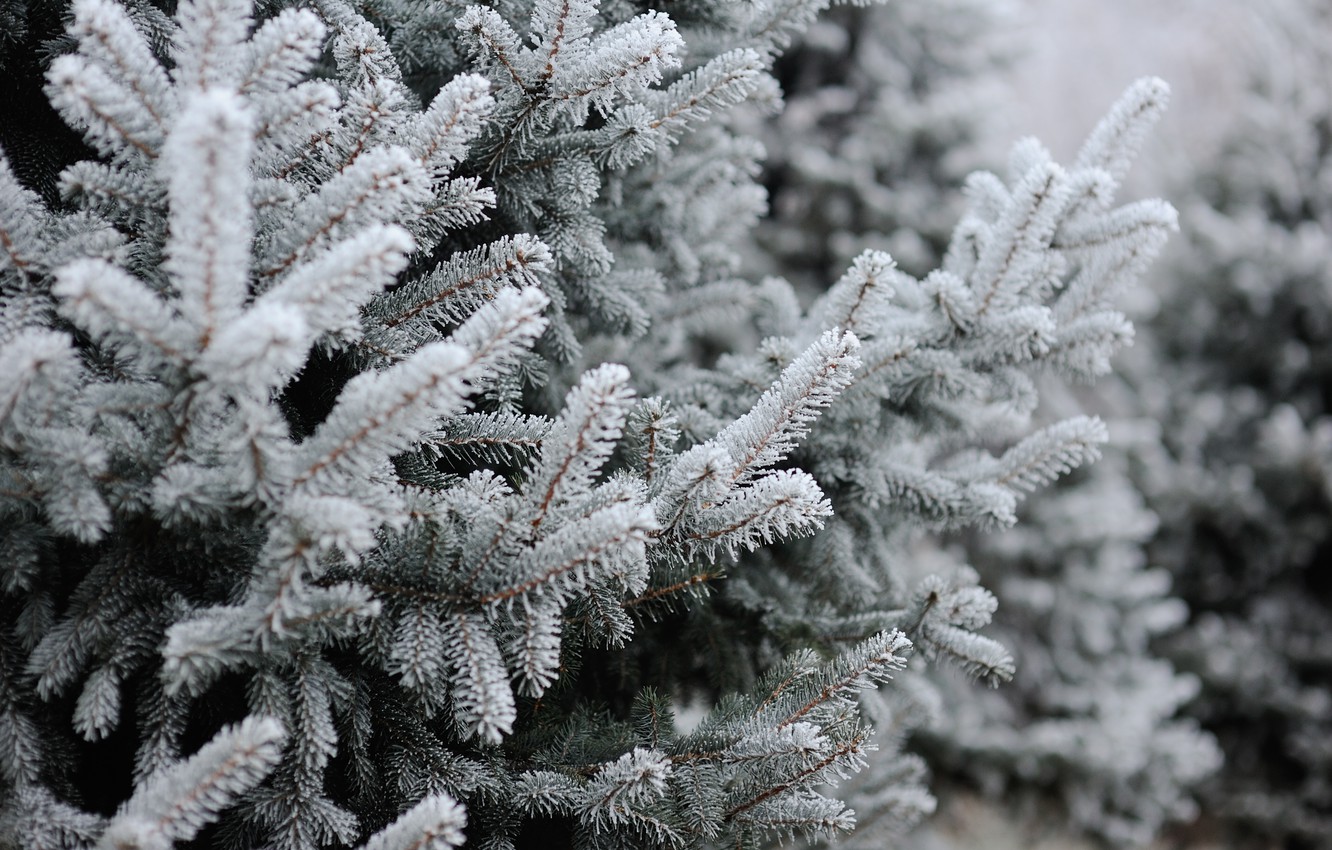 Wallpaper Winter, Snow, Tree, Winter, Snow, Spruce, Frost, Fir Tree, Fir Tree Branches Image For Desktop, Section природа