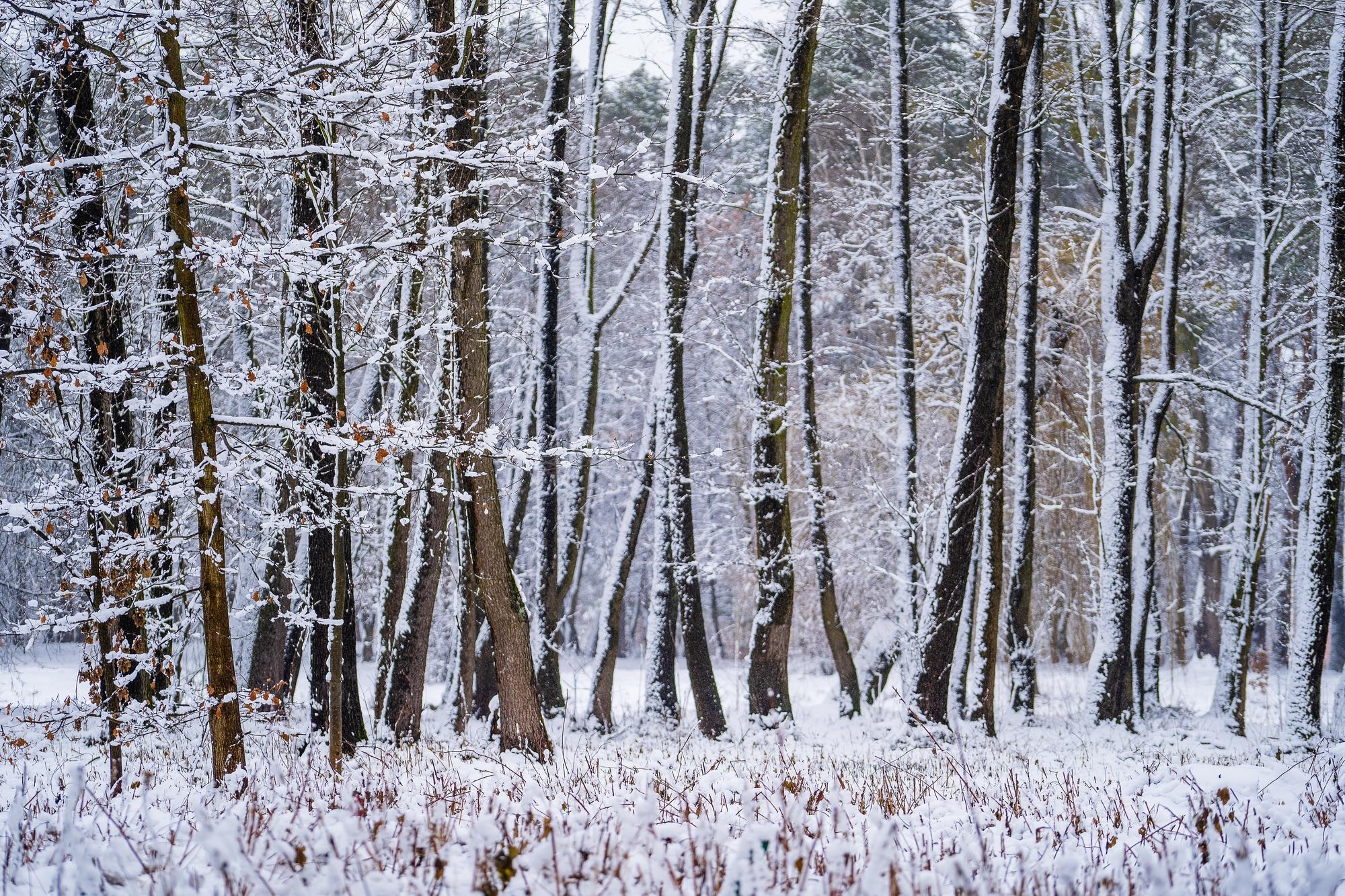 Premium Photo. Snow on tree branches in winter park ukraine