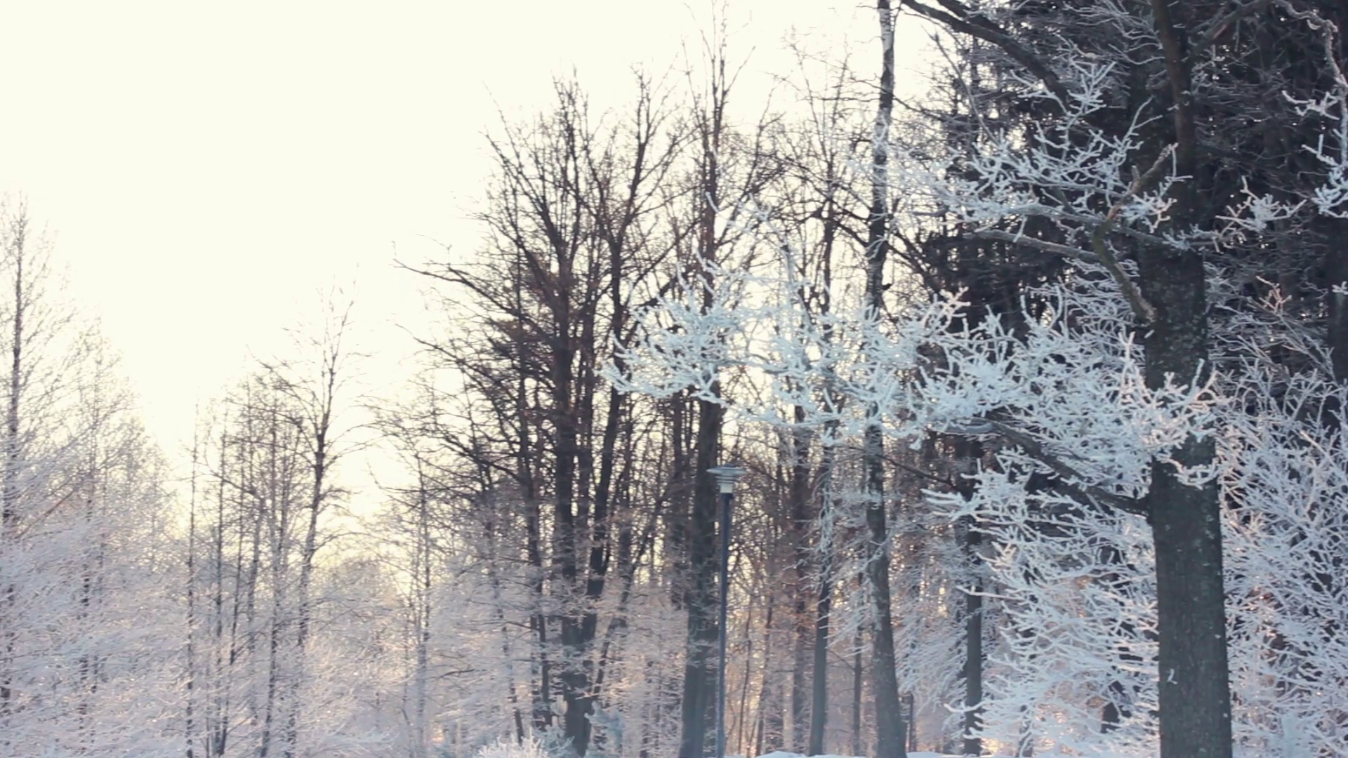 Winter background. Snow covered trees in winter forest. Panorama of tree branches covered with white snow. Snow background. Winter woods. Winter wonderland. Trees covered by snow in winter forest Stock Video Footage