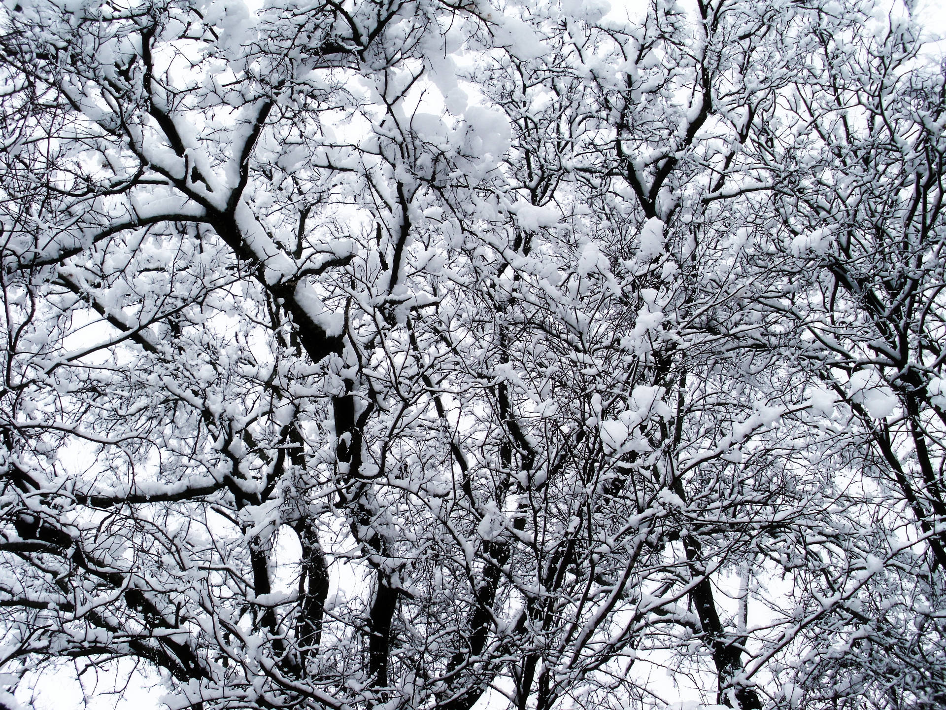 Download Winter Snow Covered Trees Wallpaper
