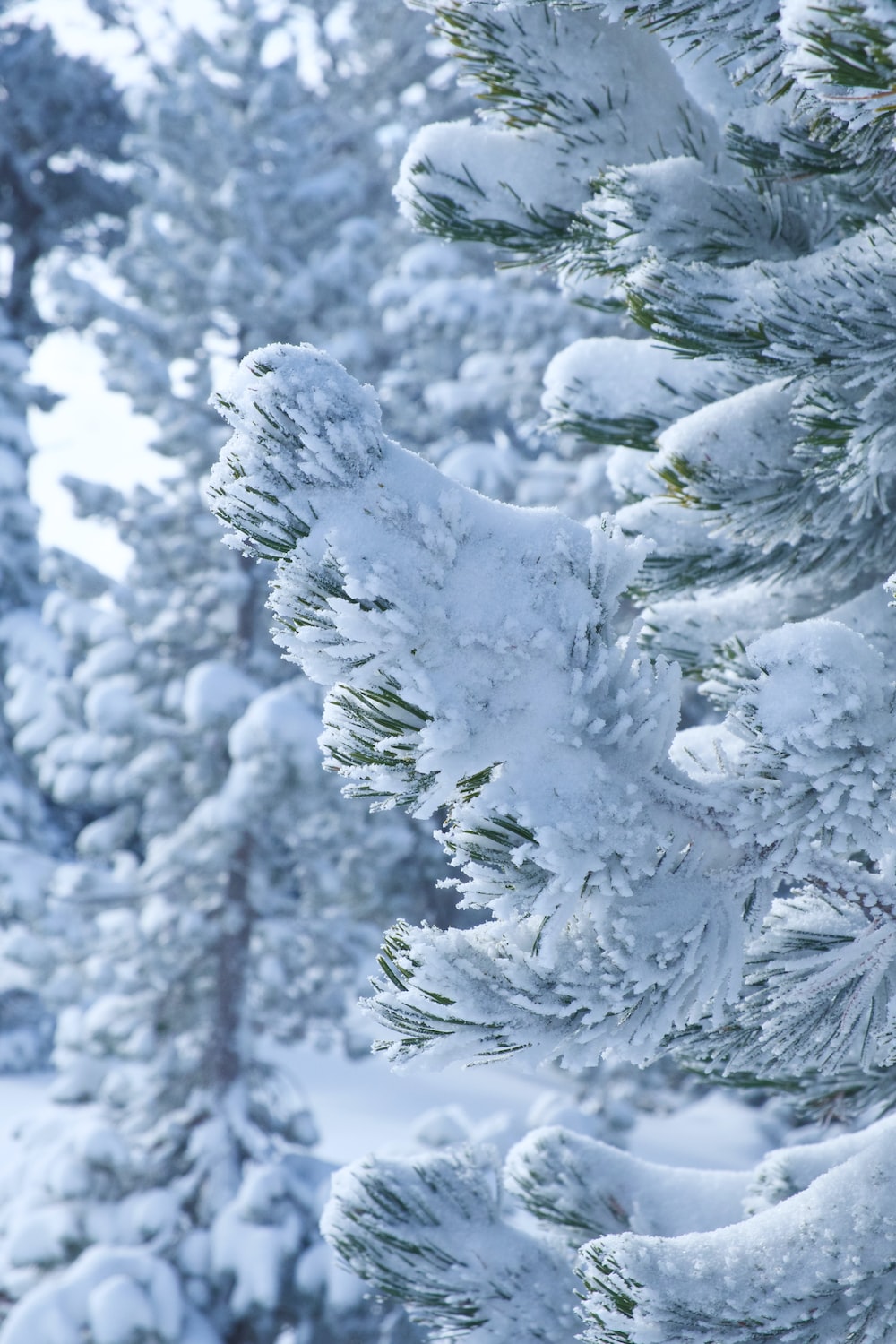 white snow on tree branch photo
