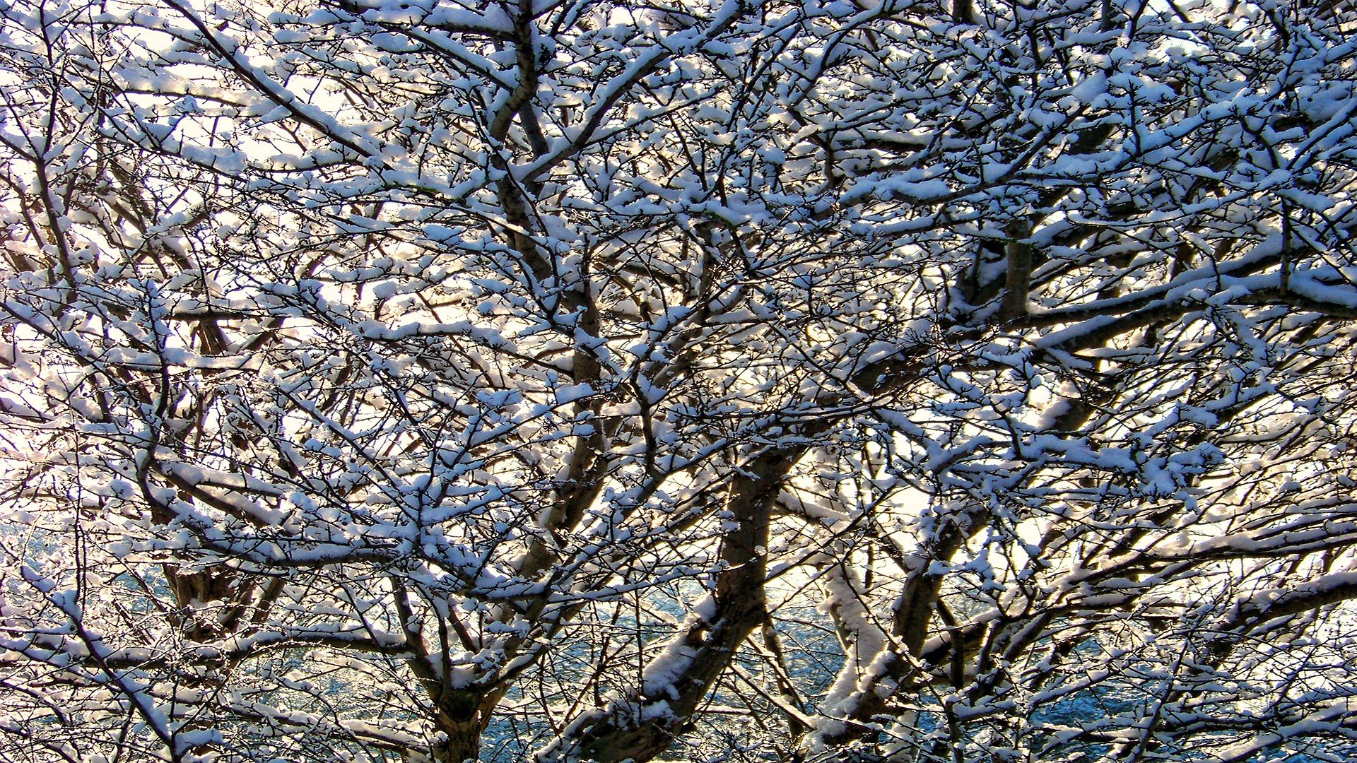 Winter snow trees seasons branches wallpaperx1080