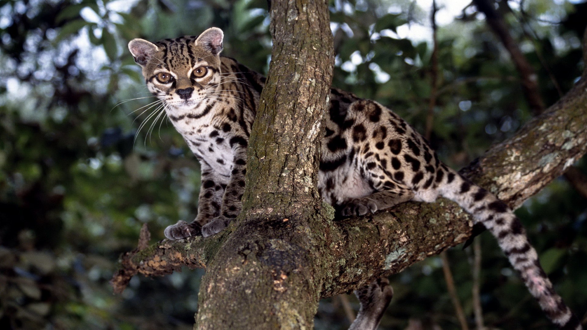 animals, Bokeh, Branches, Margay Wallpaper HD / Desktop and Mobile Background