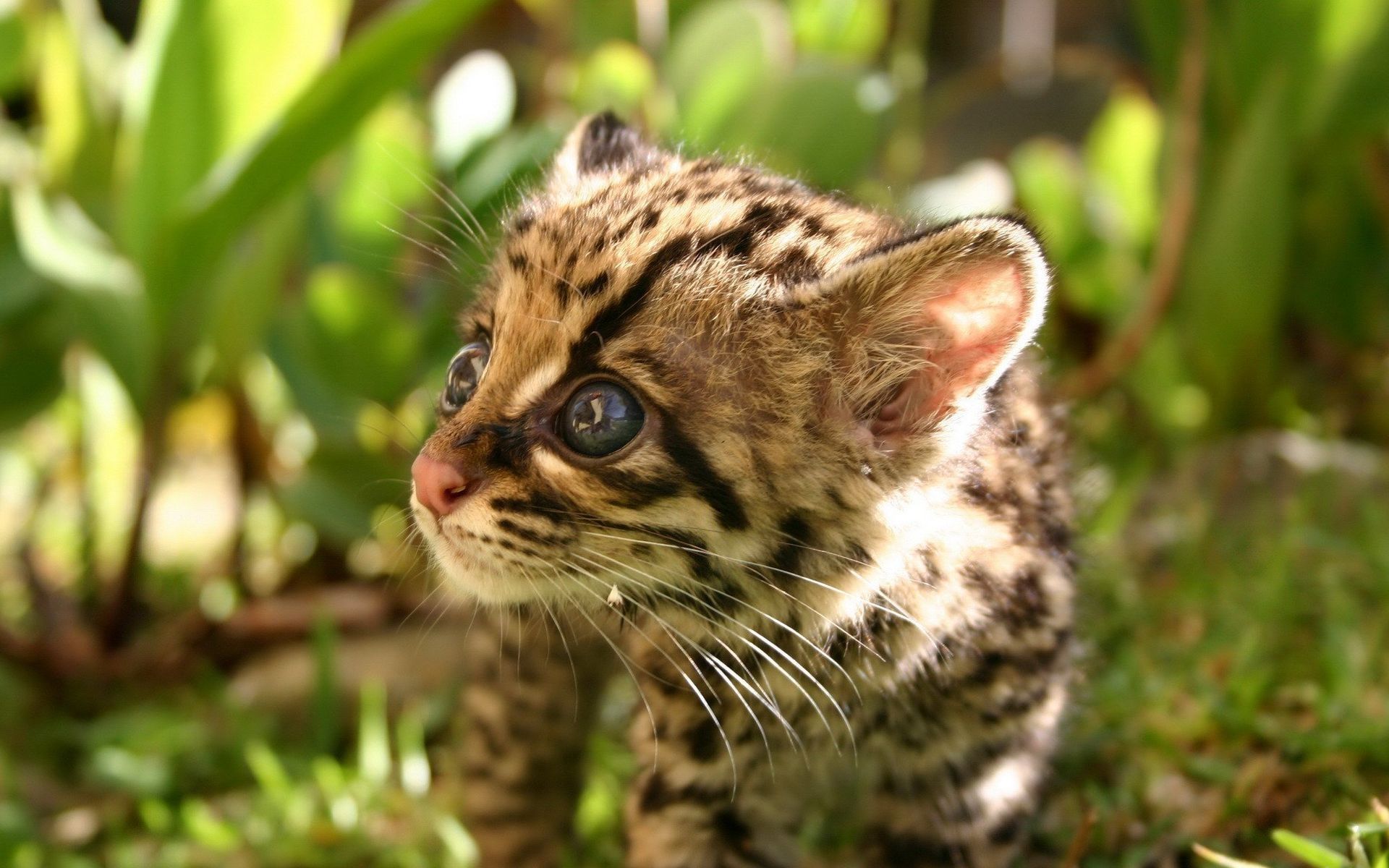 Wallpaper cat, leopard, Margay, Margay baby. Cute animals, Animals wild, Animals