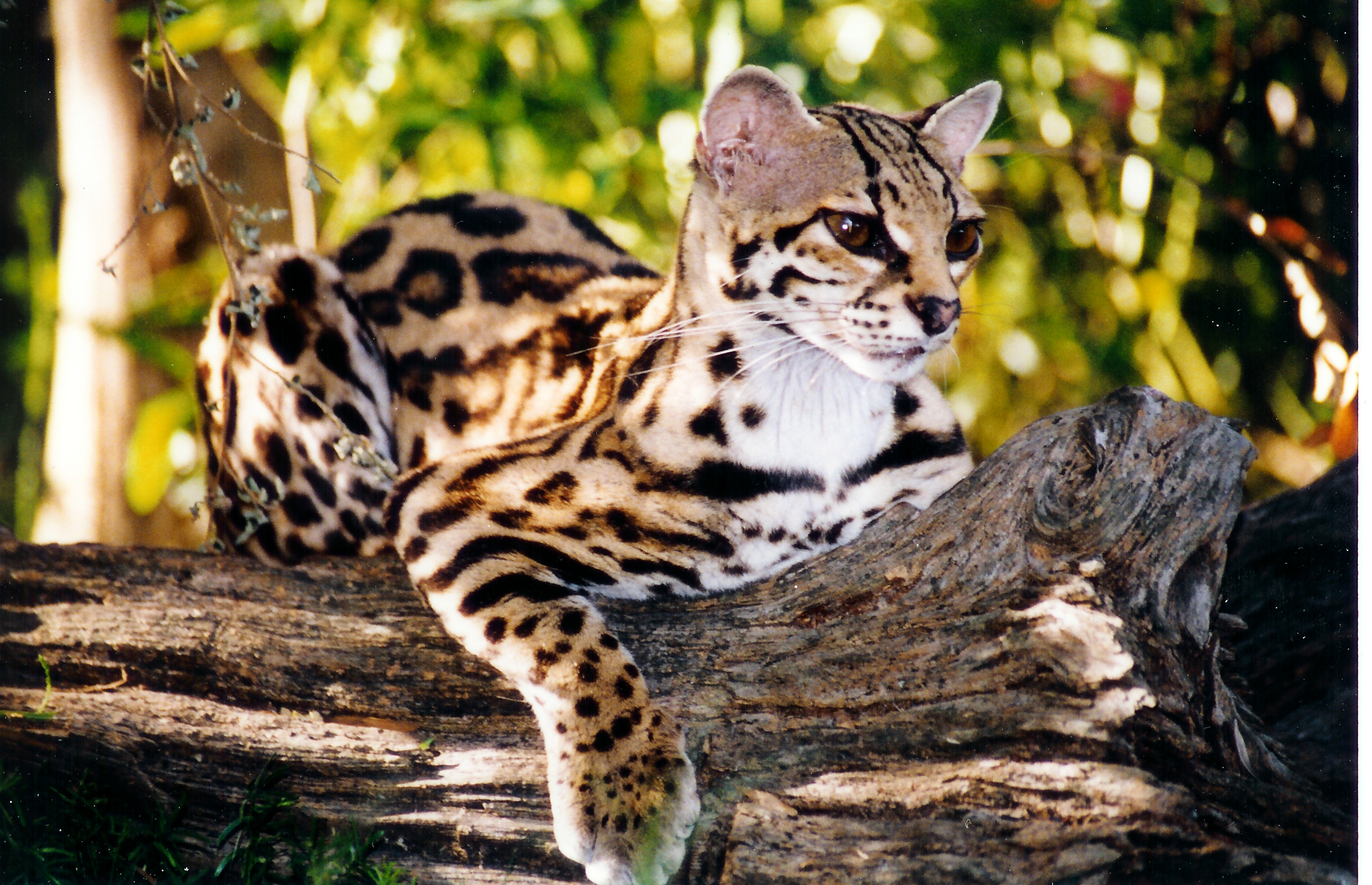 Margay Facts, History, Useful Information and Amazing Picture