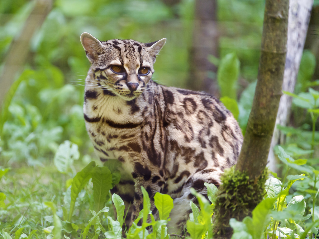 Photos of Margay (Leopardus wiedii) · iNaturalist