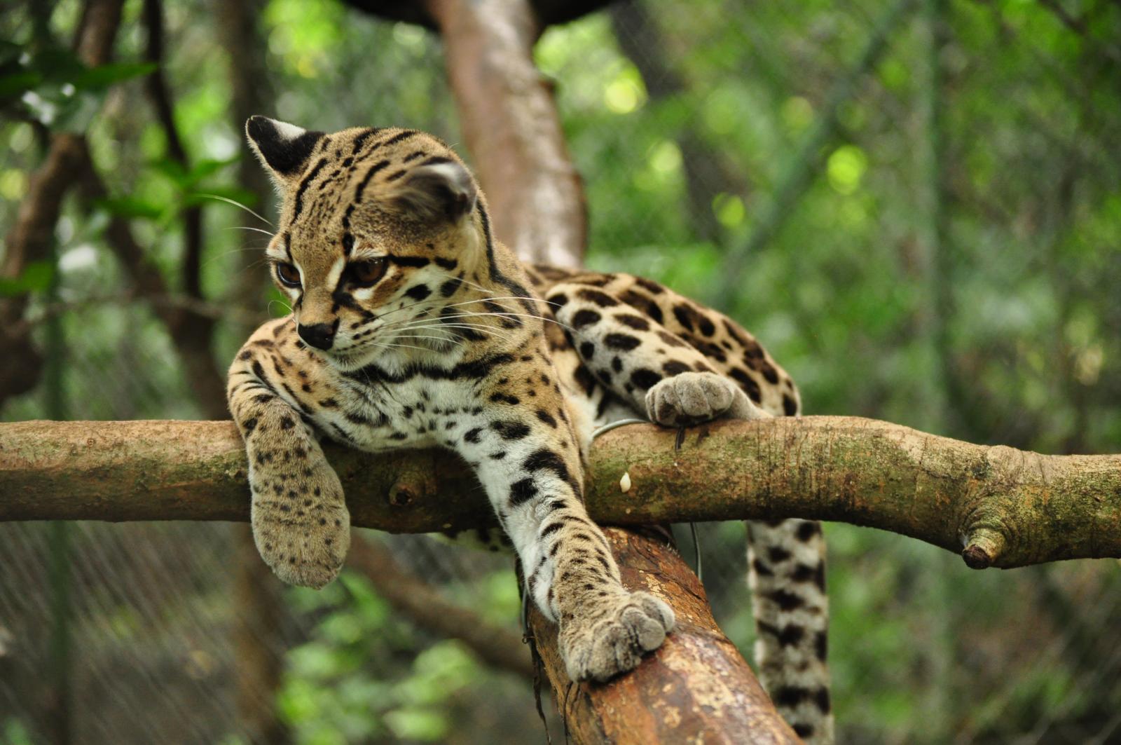Animal Galleries, picture of animals from around the world. Wild Cats. Margay Photo Gallery. Margay Cat Photo relax tree