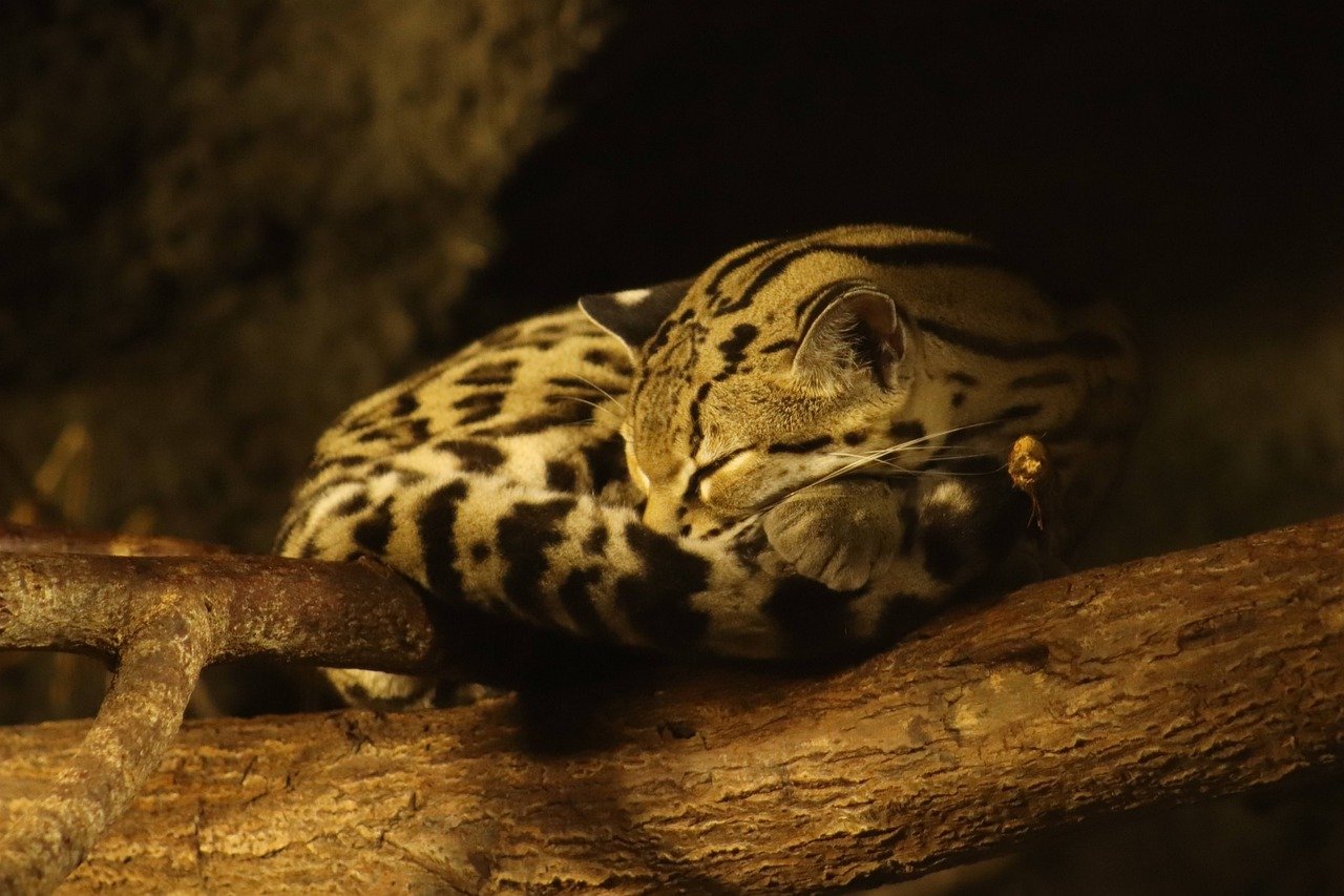 Margay Cat Leopardus