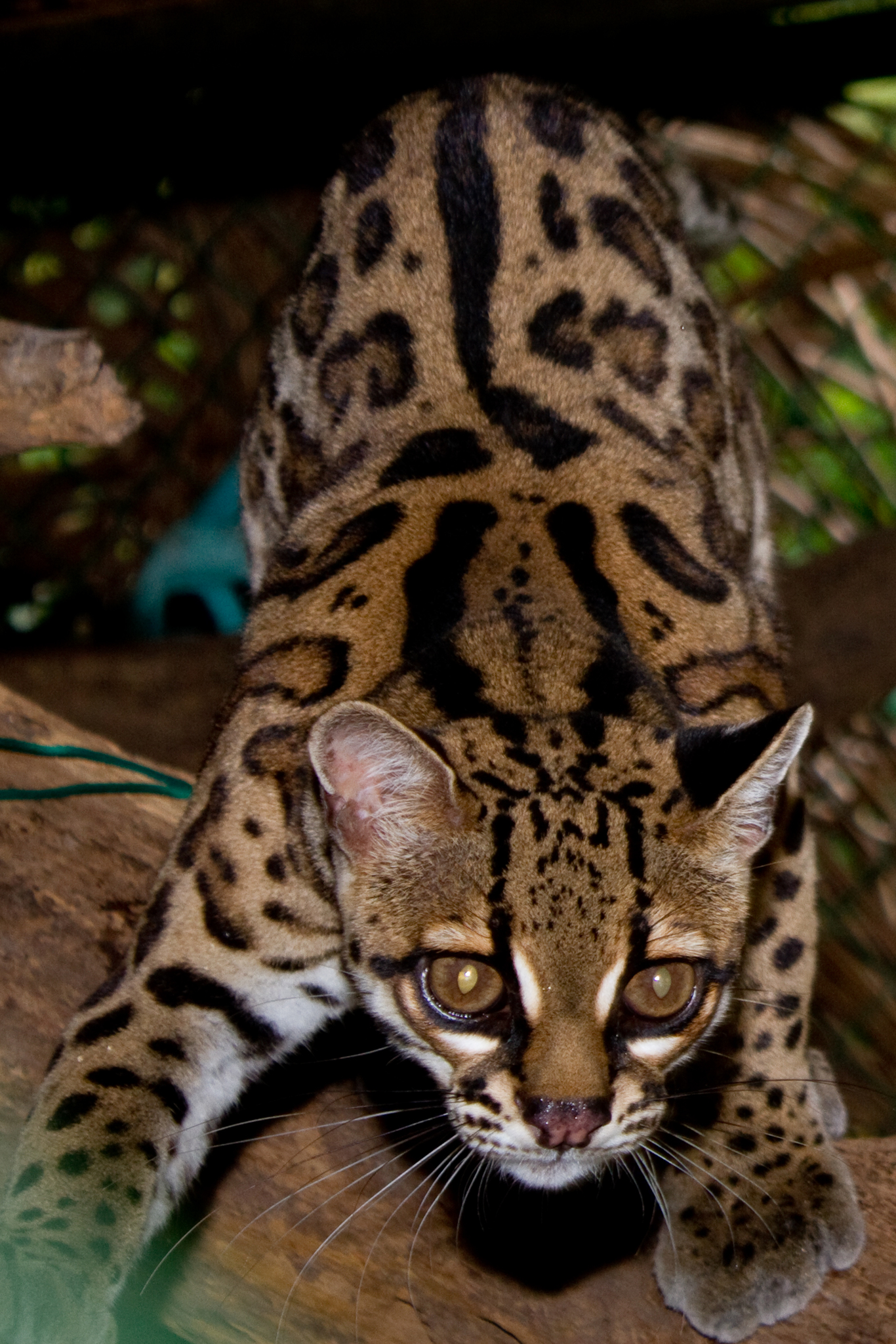 Photos of Margay (Leopardus wiedii) · iNaturalist