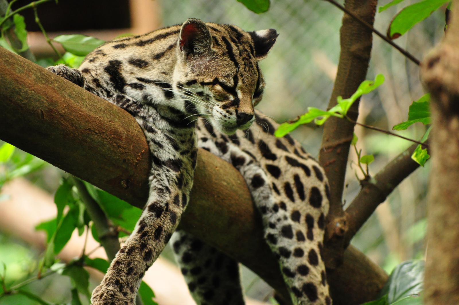 Animal Galleries, picture of animals from around the world. Wild Cats. Margay Photo Gallery. Margay Cat Photo lying tree