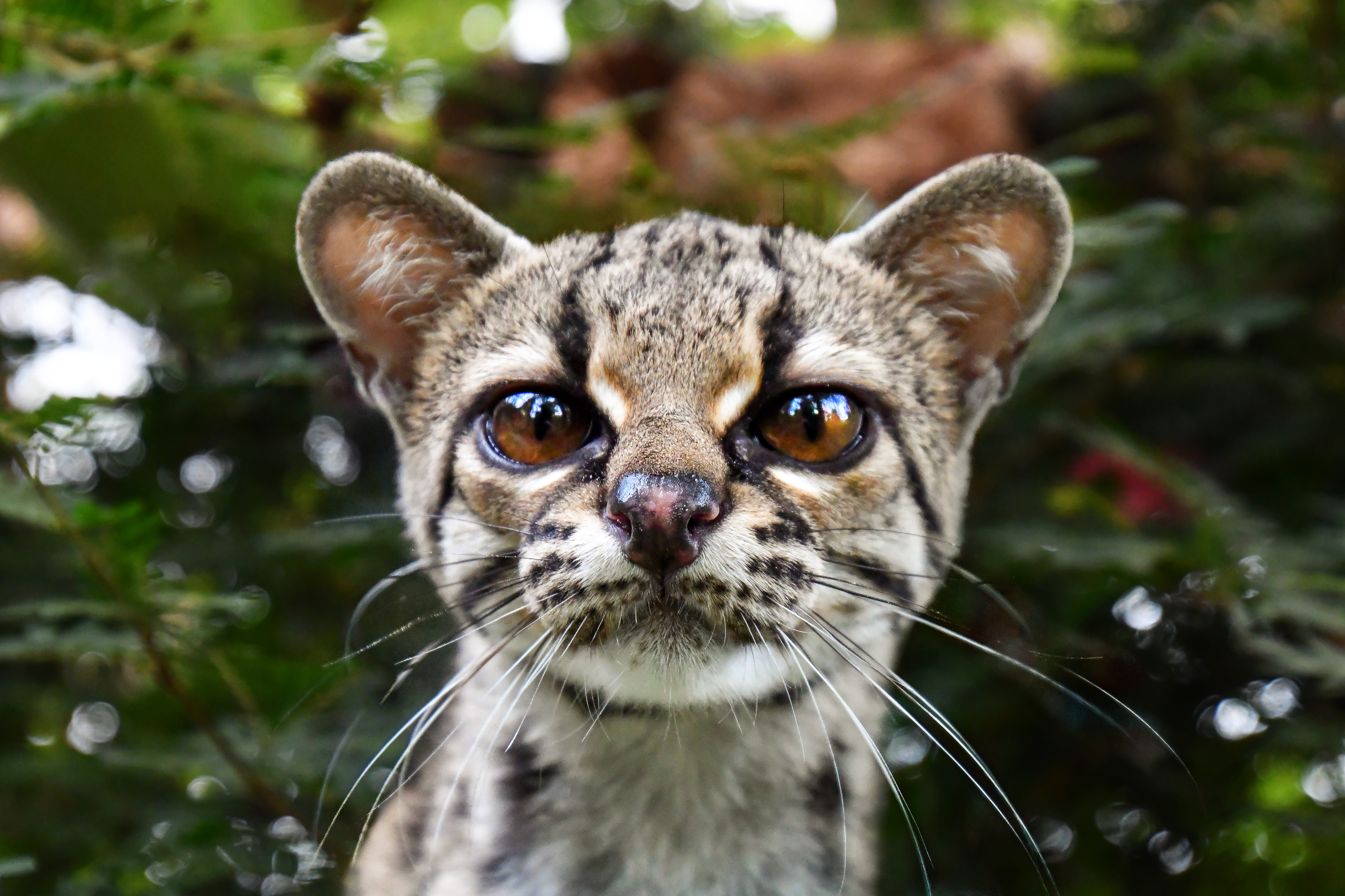 margay Wild Cats Foundation