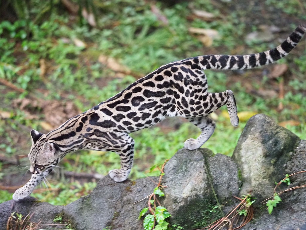 Margay (leopardus tigrinus or wiedii) ?. I'm not sure if le