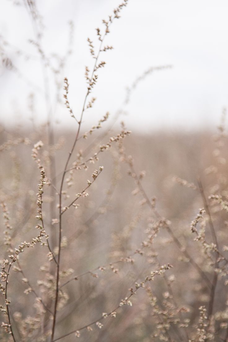 Autumn. October 2013. Latar belakang, Wallpaper ponsel, Bunga kering