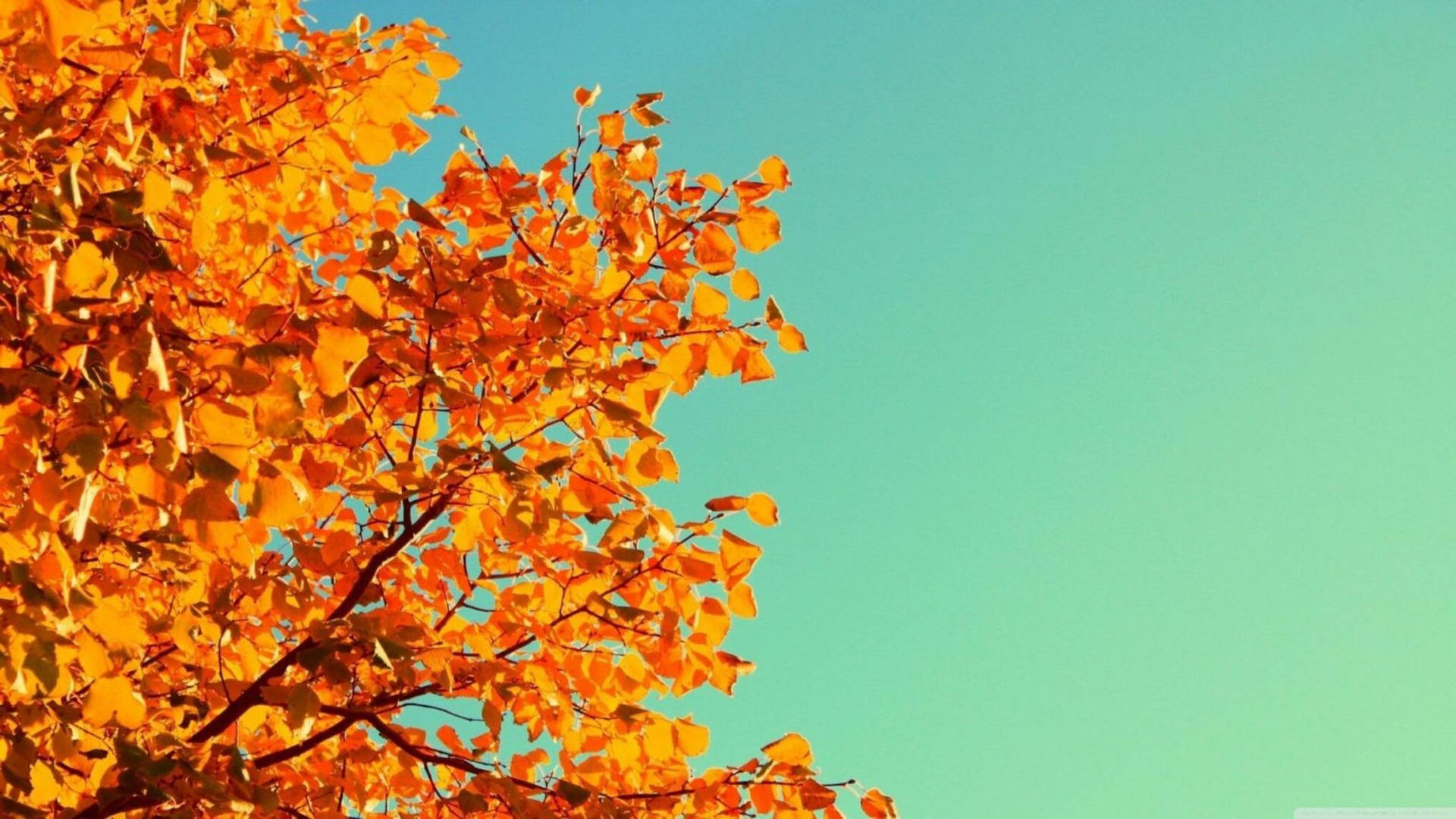 Download Scenic Orange Aesthetic Tree Wallpaper