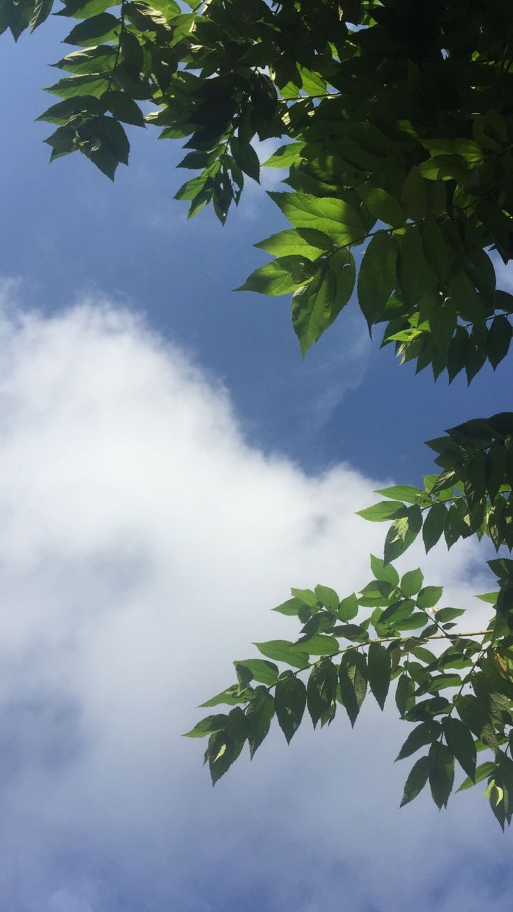 sky #tree #aesthetic #clouds #blue #bluesky #leaves. Sky photography nature, Sky aesthetic, Landscape wallpaper