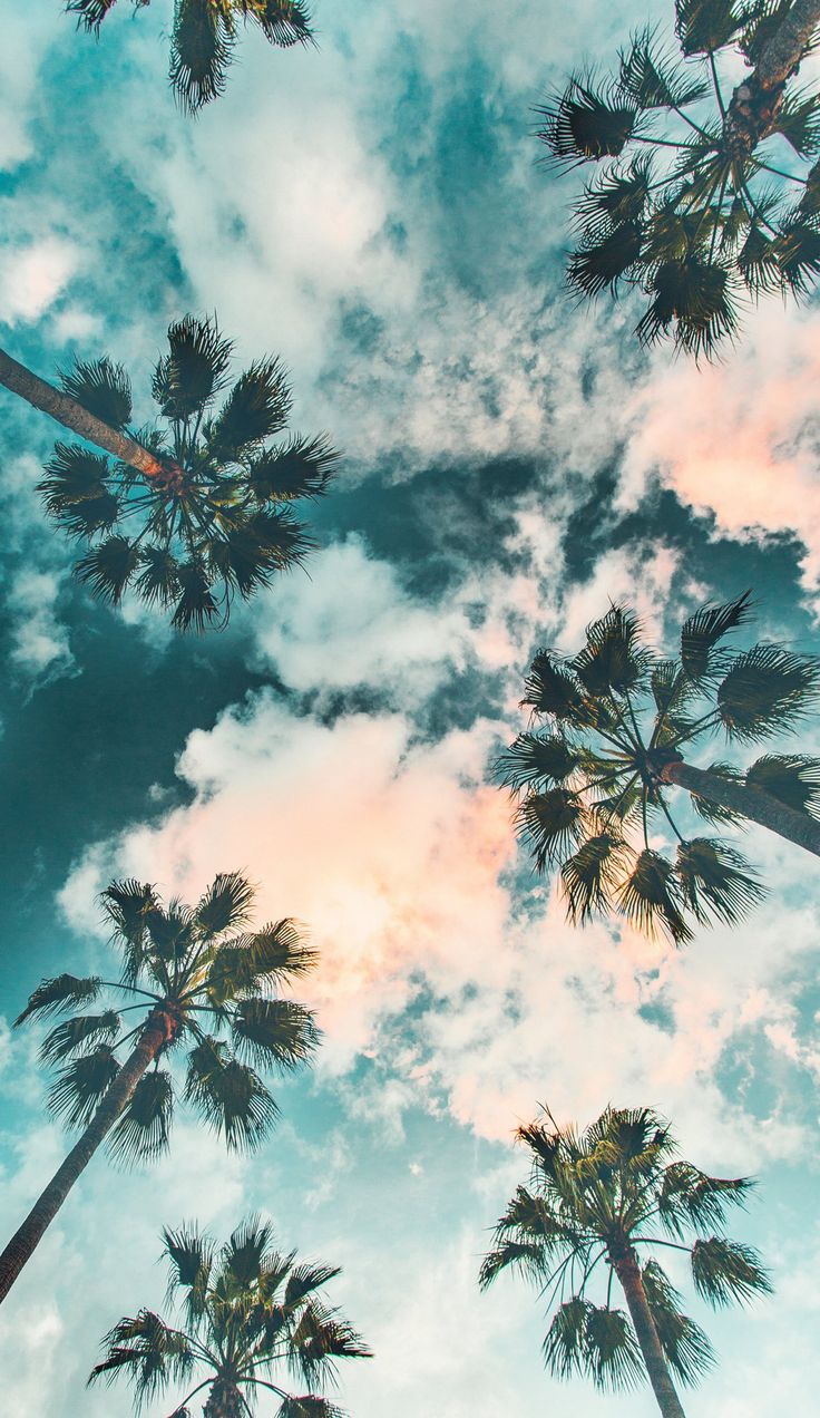 Palm Trees Wallpaper. Landscape wallpaper, Sky aesthetic, Scenery wallpaper