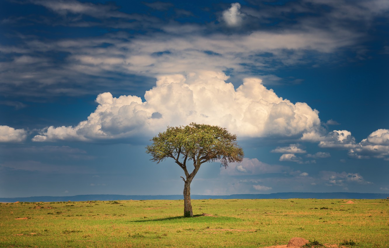 Wallpaper clouds, tree, Savannah, clouds, tree, Kenya, savannah, Kenya, Jeffrey C. Sink image for desktop, section пейзажи