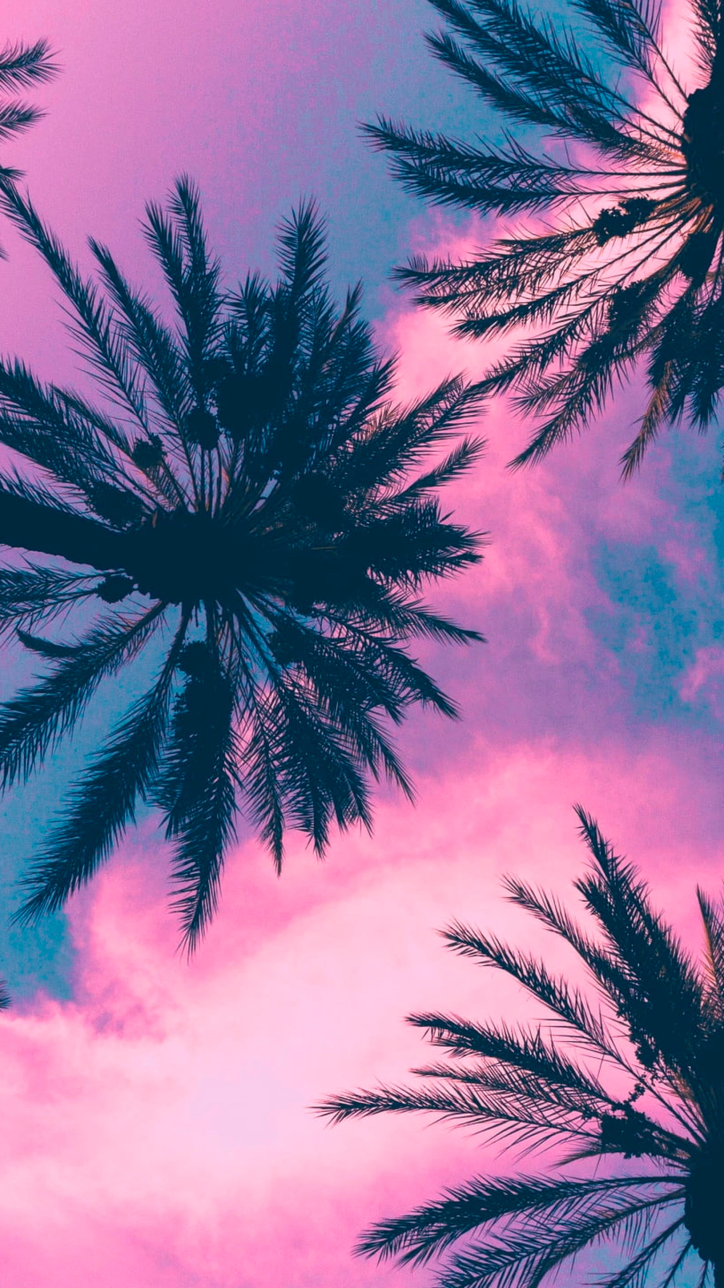 Coconut Plant, Palm Trees, Sky, Clouds, Pink, Tropical Climate Wallpaper • Wallpaper For You