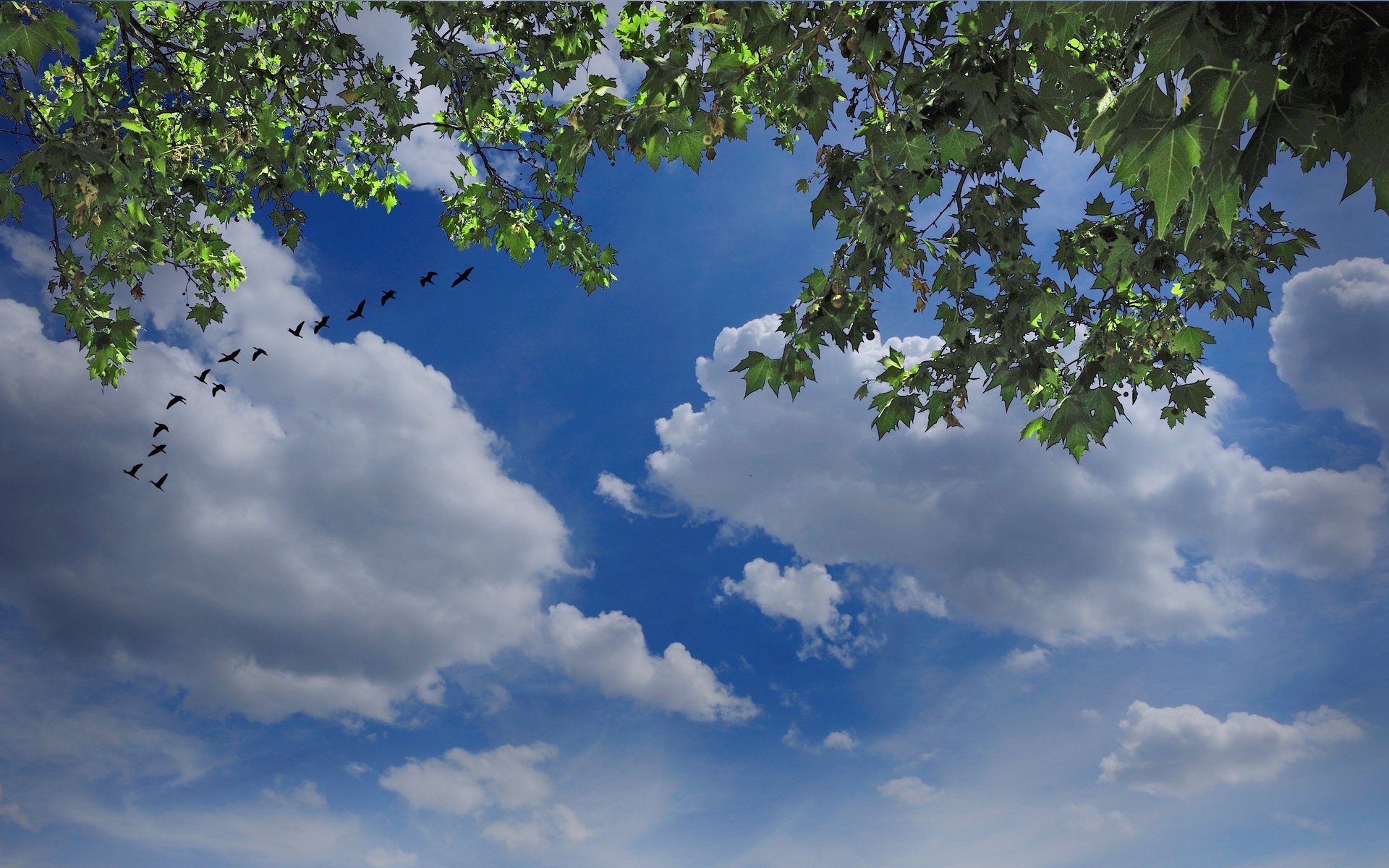 sky, Birds, Clouds, Tree, Branches, Nature Wallpaper HD / Desktop and Mobile Background