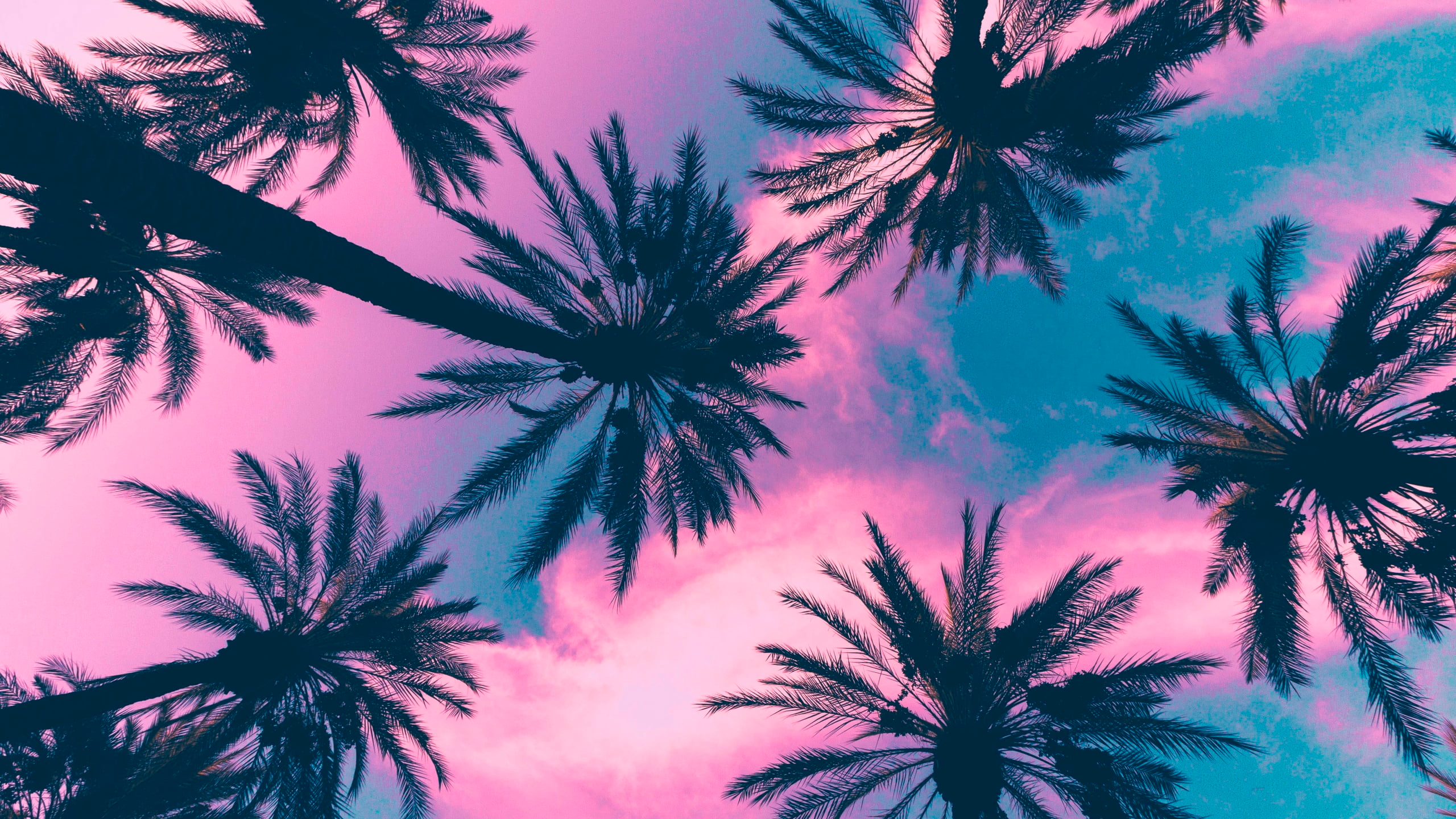 Coconut Plant, Palm Trees, Sky, Clouds, Pink, Tropical Climate Wallpaper • Wallpaper For You