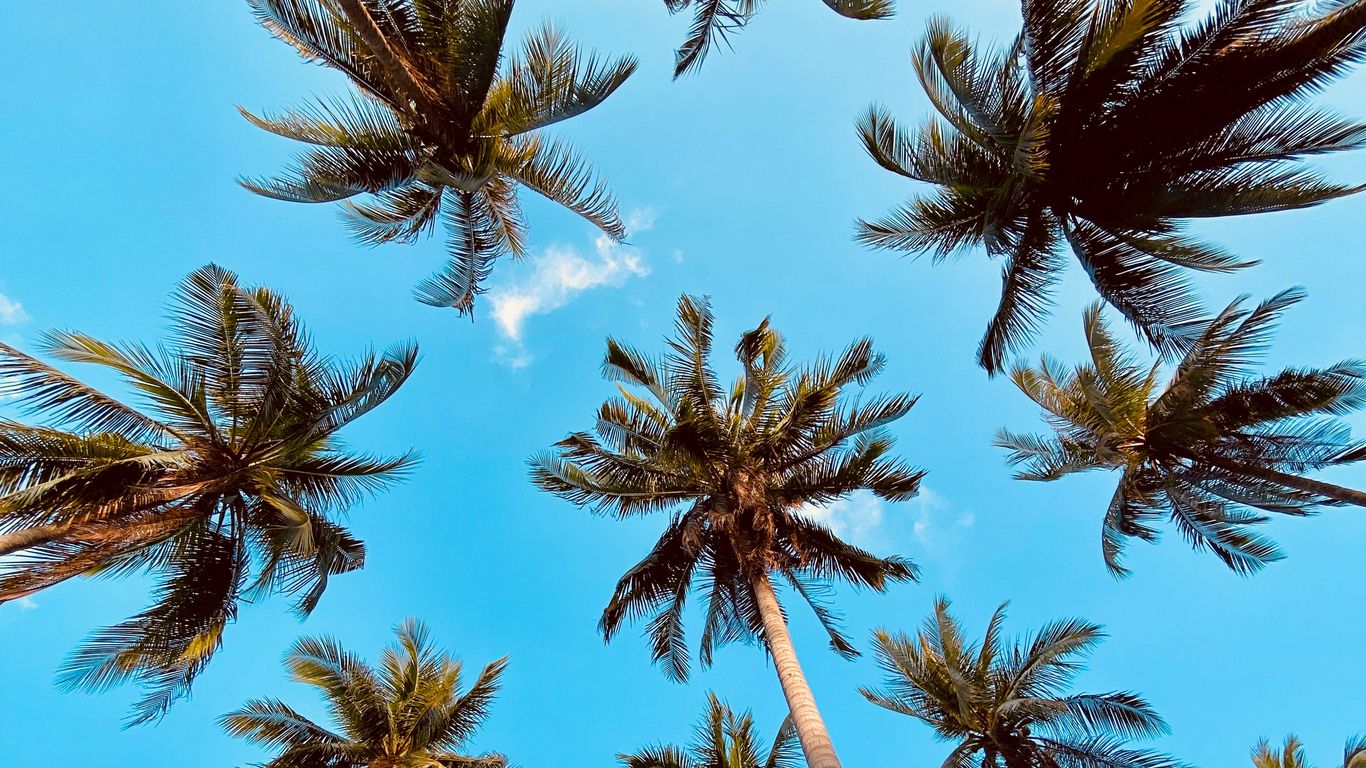 Download wallpaper 1366x768 palm tree, bottom view, clouds tablet, laptop HD background