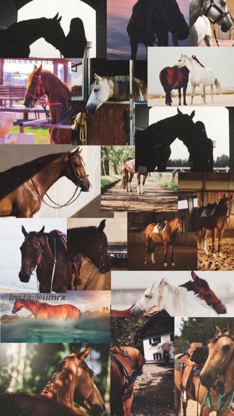 Horse Collage Wallpaper Free Horse Collage Background
