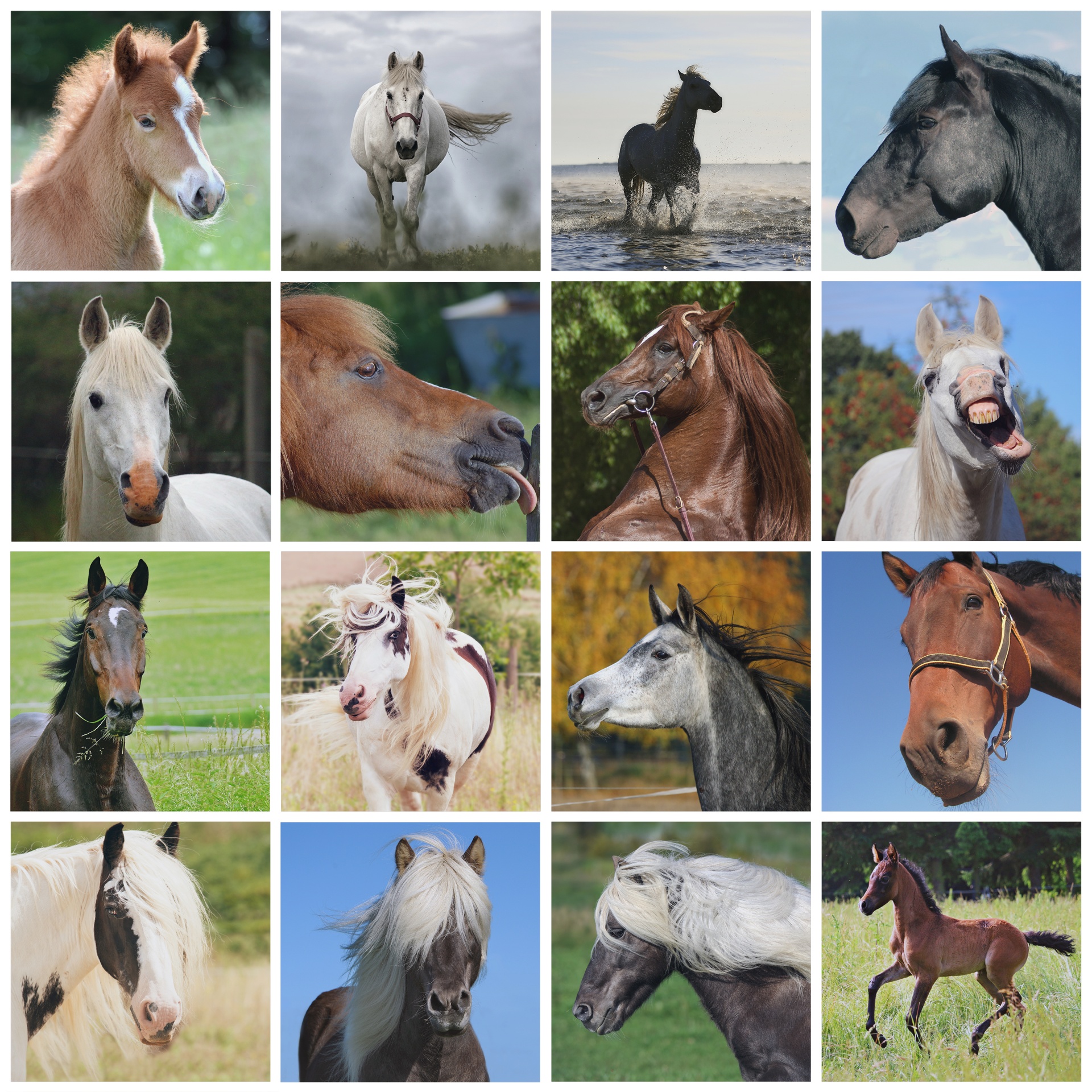 Horse Horses Wallpaper Free Photo Picture Collage