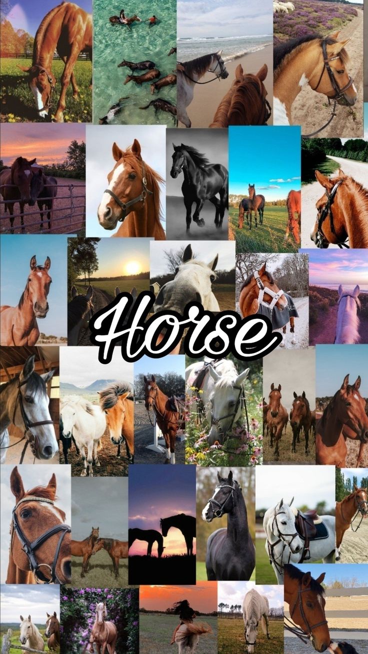 Horse wallaper. Cute horse picture, Horse background, Horse wallpaper
