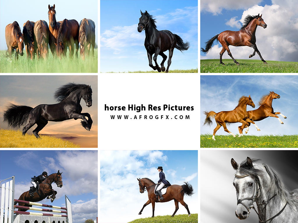 horse High Res Picture Wallpaper Collection 3