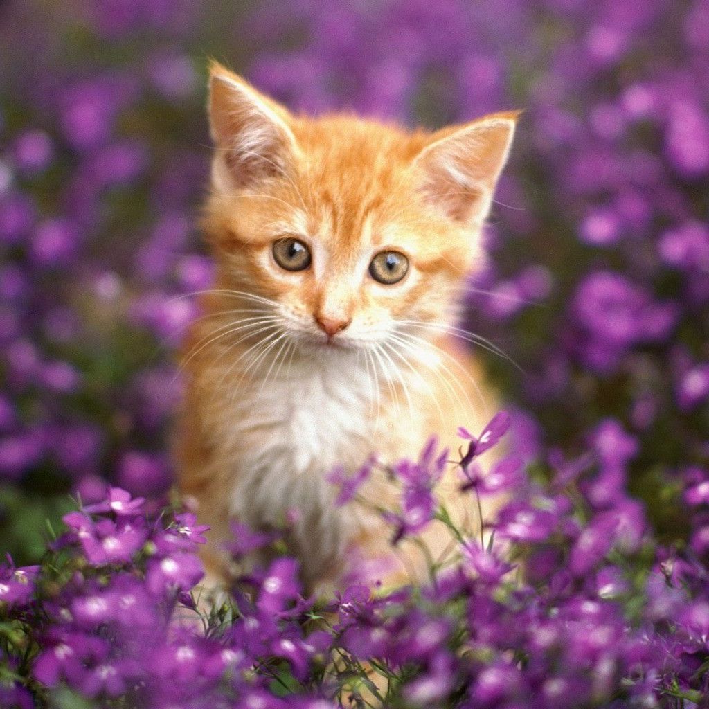 Cute Cat In FLowers #iPad #Wallpaper. Cute cat wallpaper, Orange tabby cats, Beautiful cats