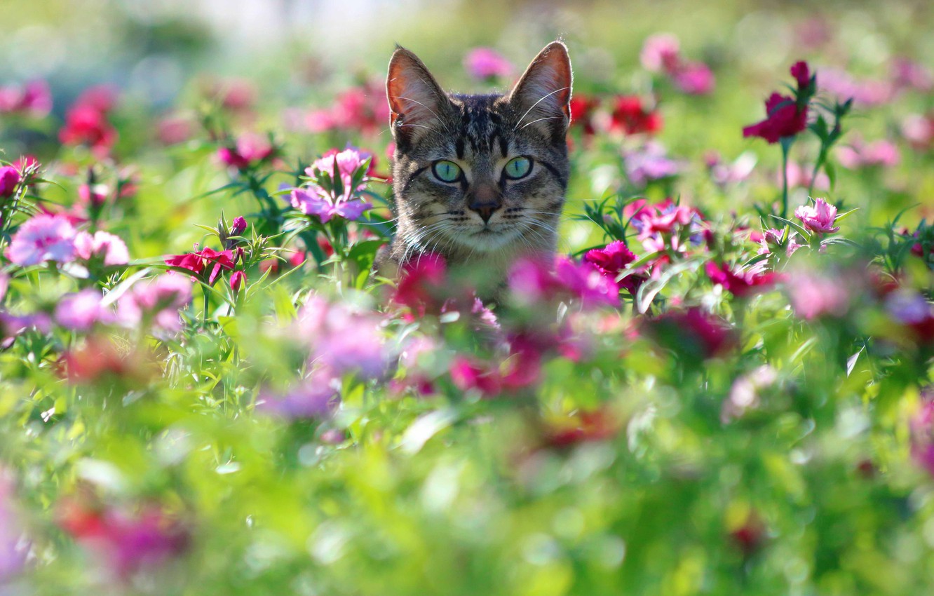 Wallpaper cat, cat, look, flowers, muzzle, bokeh, clove image for desktop, section кошки
