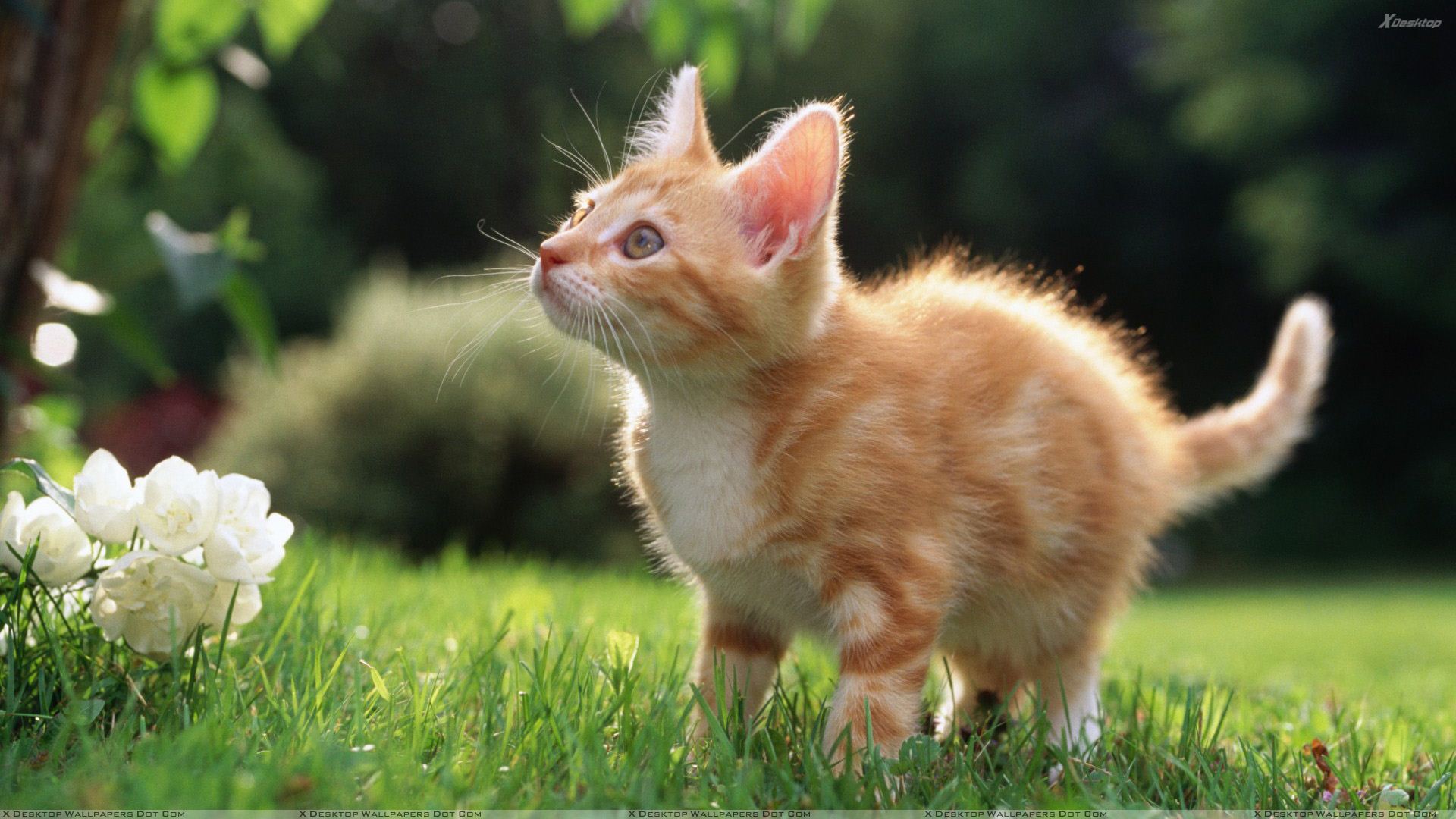 Cat Needs A Flower Wallpaper