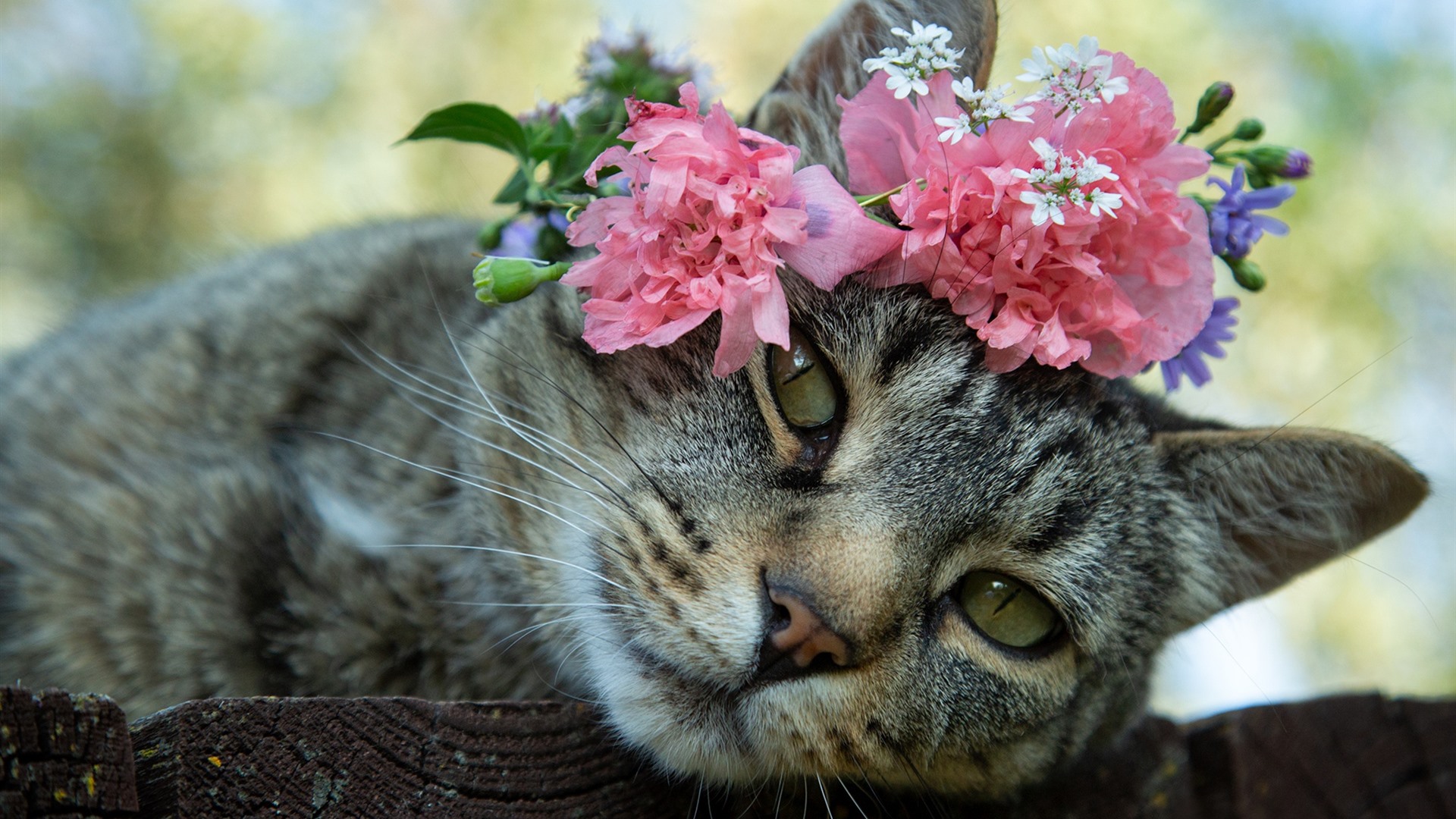 Cat And Flowers Wallpapers Wallpaper Cave