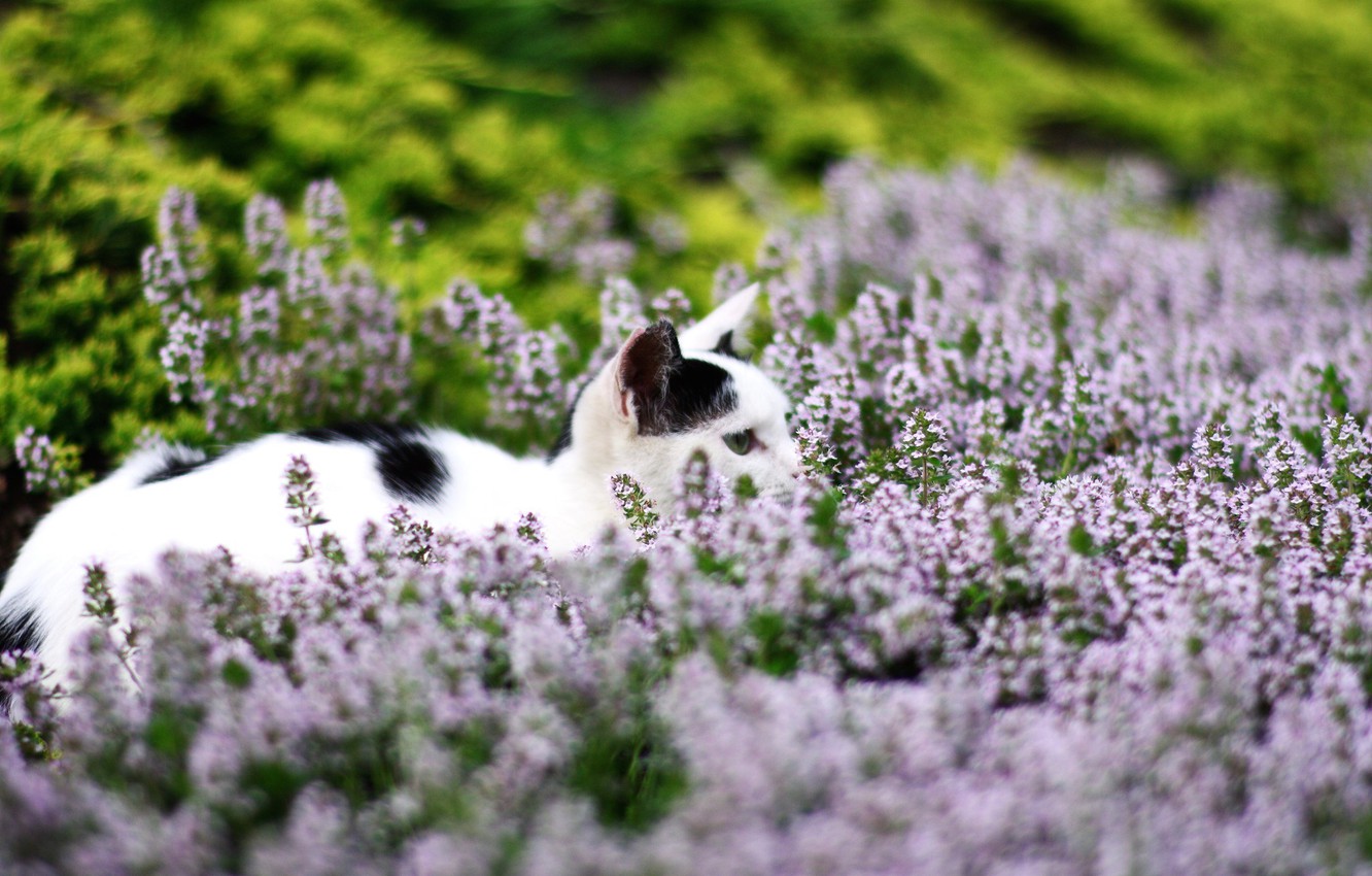 Wallpaper field, cat, cat, flowers image for desktop, section кошки