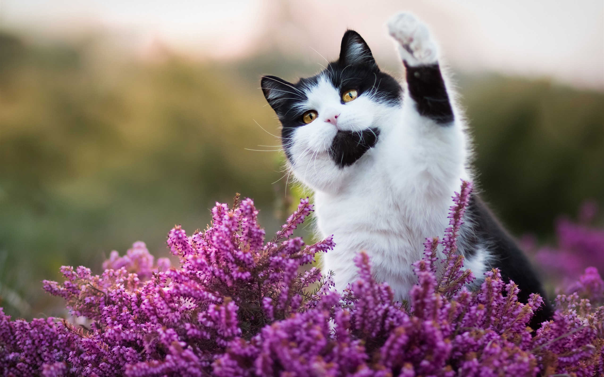 Wallpaper Cute cat, pink flowers, hello, funny animal 3840x2160 UHD 4K Picture, Image