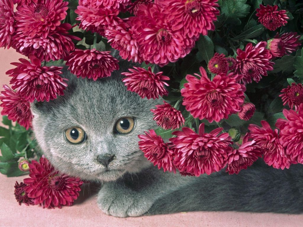 Free download Cat and Flower Wallpaper Christian Wallpaper and Background [1024x768] for your Desktop, Mobile & Tablet. Explore Kittens and Flowers Wallpaper. HD Flowers Wallpaper, Flowers For Wallpaper, Flower Background Wallpaper