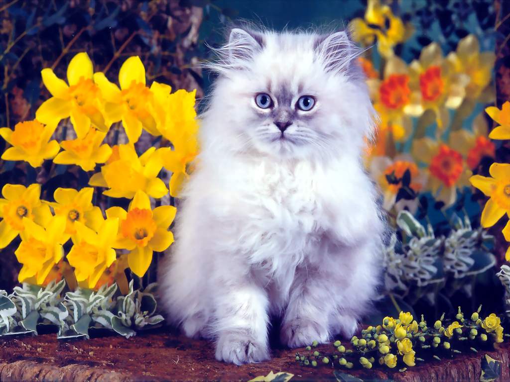 Cat with flowers wallpaper