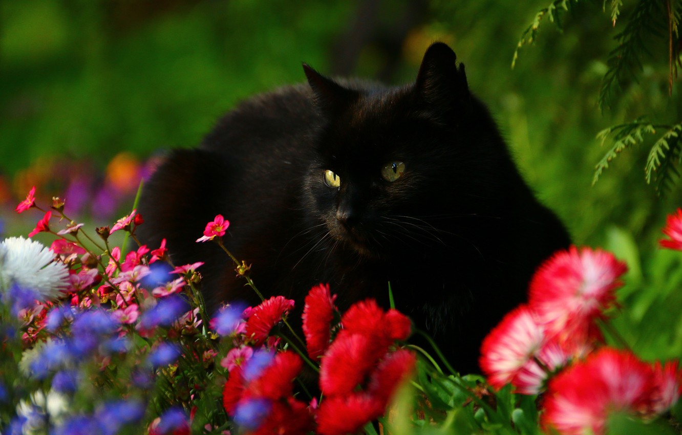 Wallpaper cat, flowers, Daisy, black cat image for desktop, section кошки