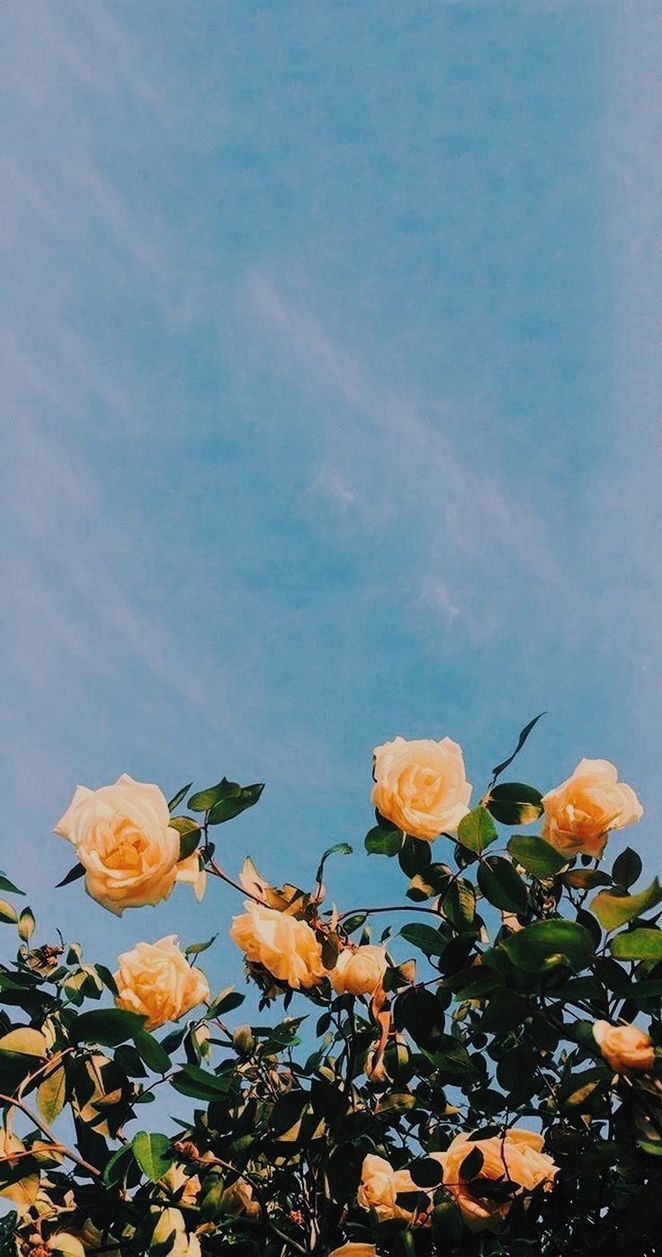 Floral Aesthetic iPhone Wallpaper Free Floral Aesthetic iPhone Background