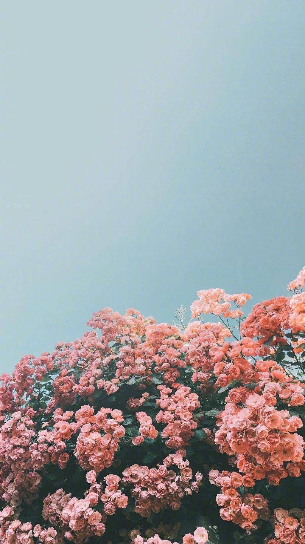 shop khalij al Twitter: 100 Beautiful iPhone wallpaper, iphone background, summer , flower