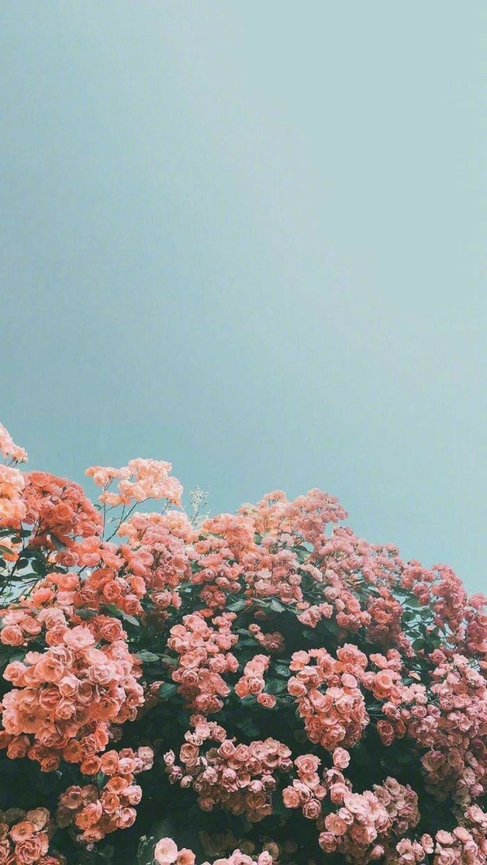 freetoedit #remixit #flowers #pink #blue #sky #summer #spring #vibes #vintage #edit #aesthetic #backgr. Ästhetische malerei, Hintergrundbilder, Handy hintergrund