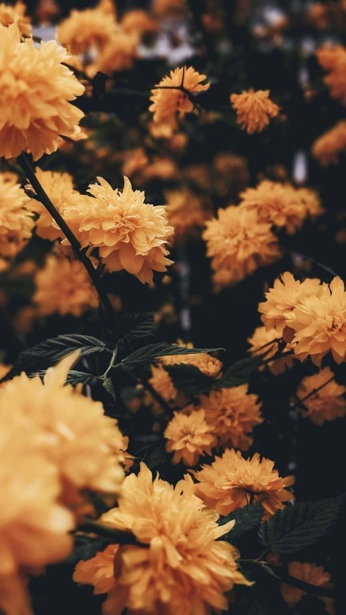 Download iPhone Aesthetic Yellow Flowers Wallpaper