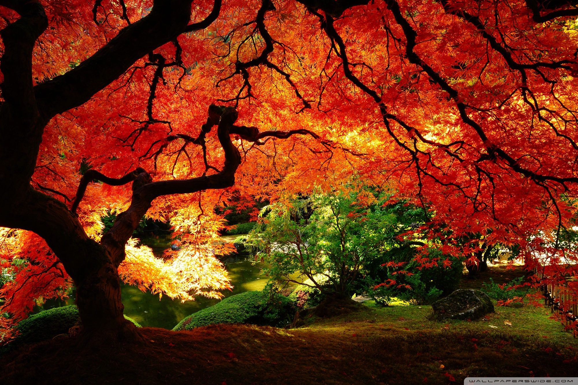 Beautiful Autumn Ultra HD Desktop Background Wallpaper for: Multi Display, Dual Monitor, Tablet
