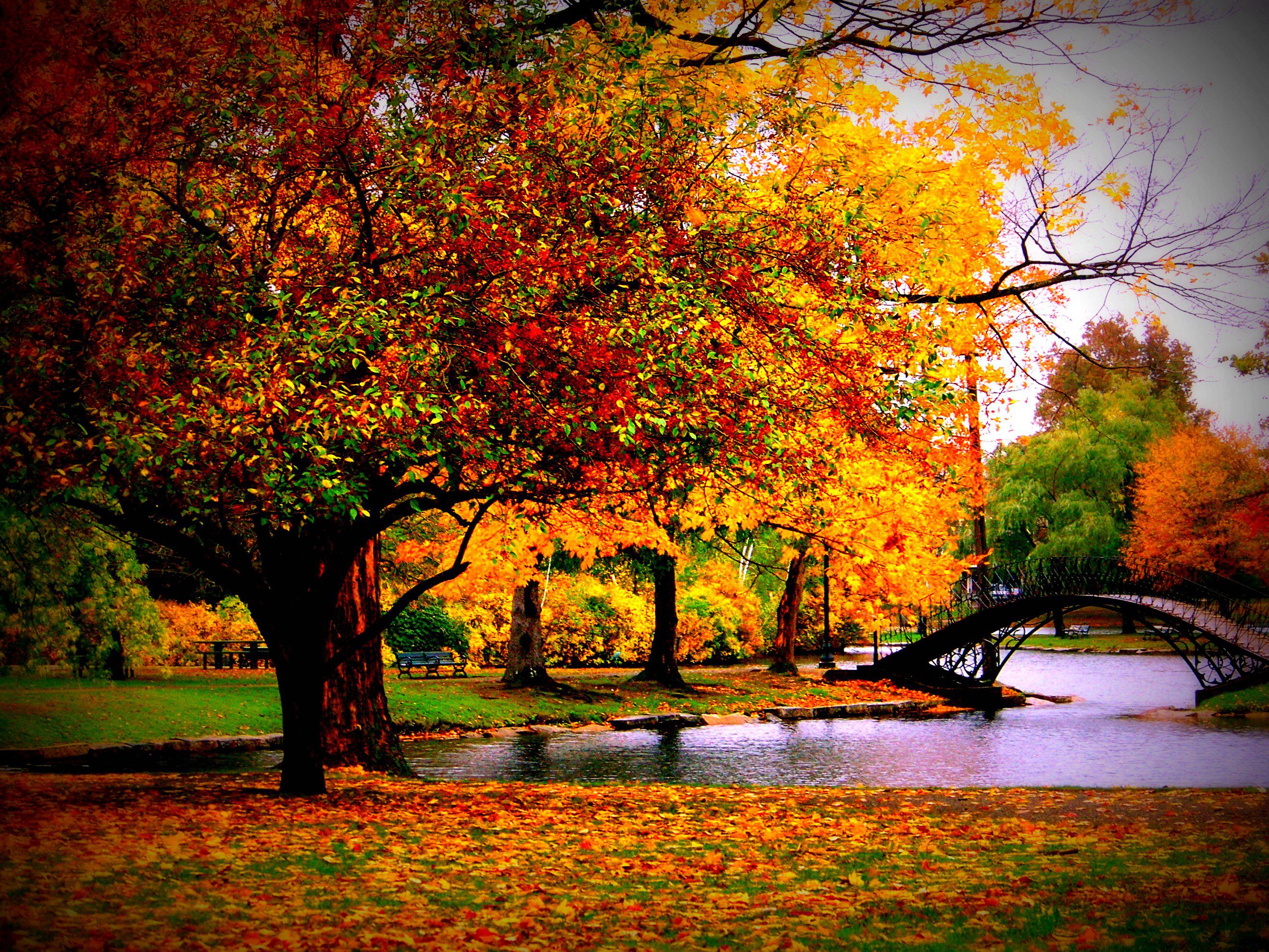 fall background wallpaper, tree, natural landscape, nature, leaf, reflection