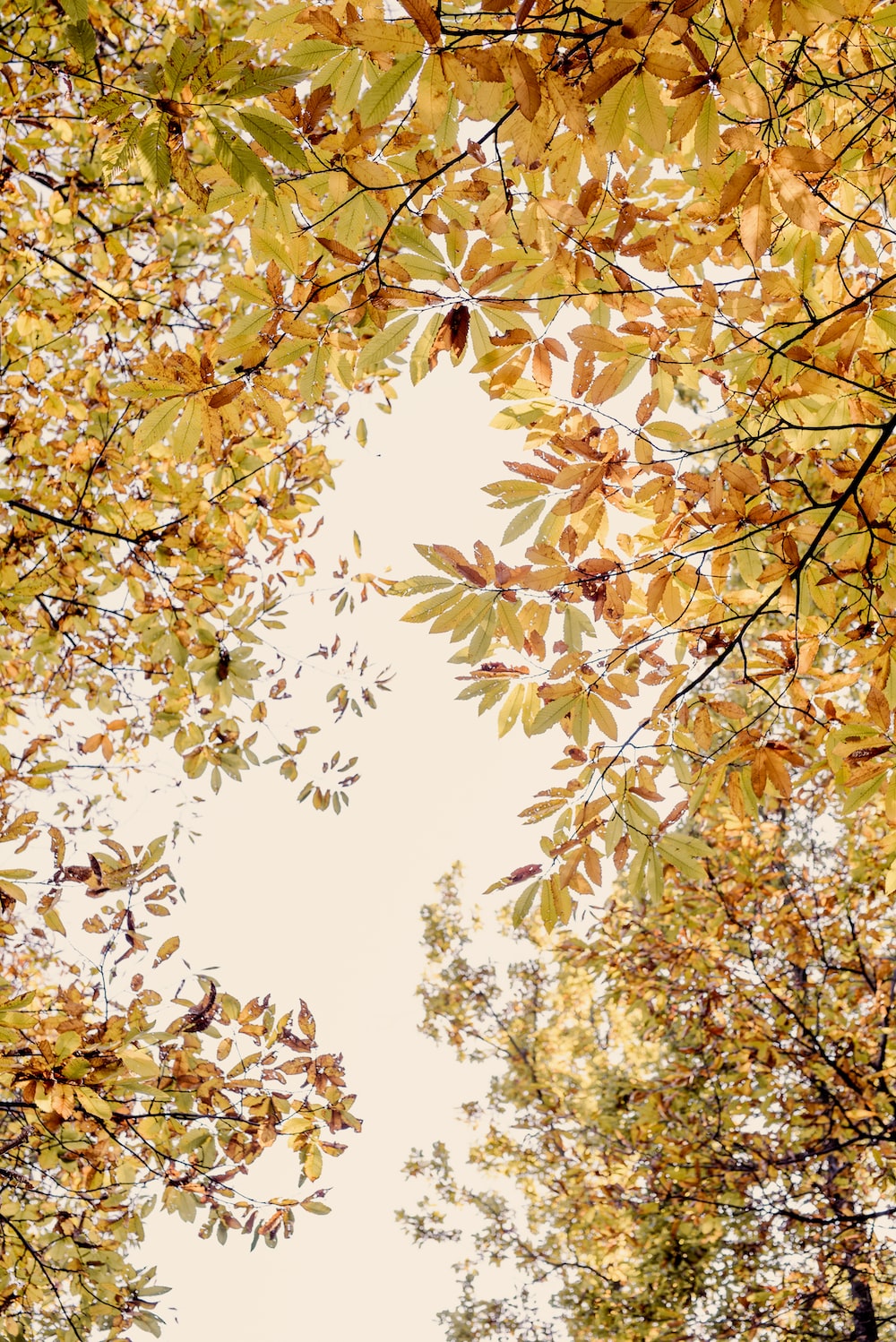 Fall Wallpaper: Free HD Download [HQ]