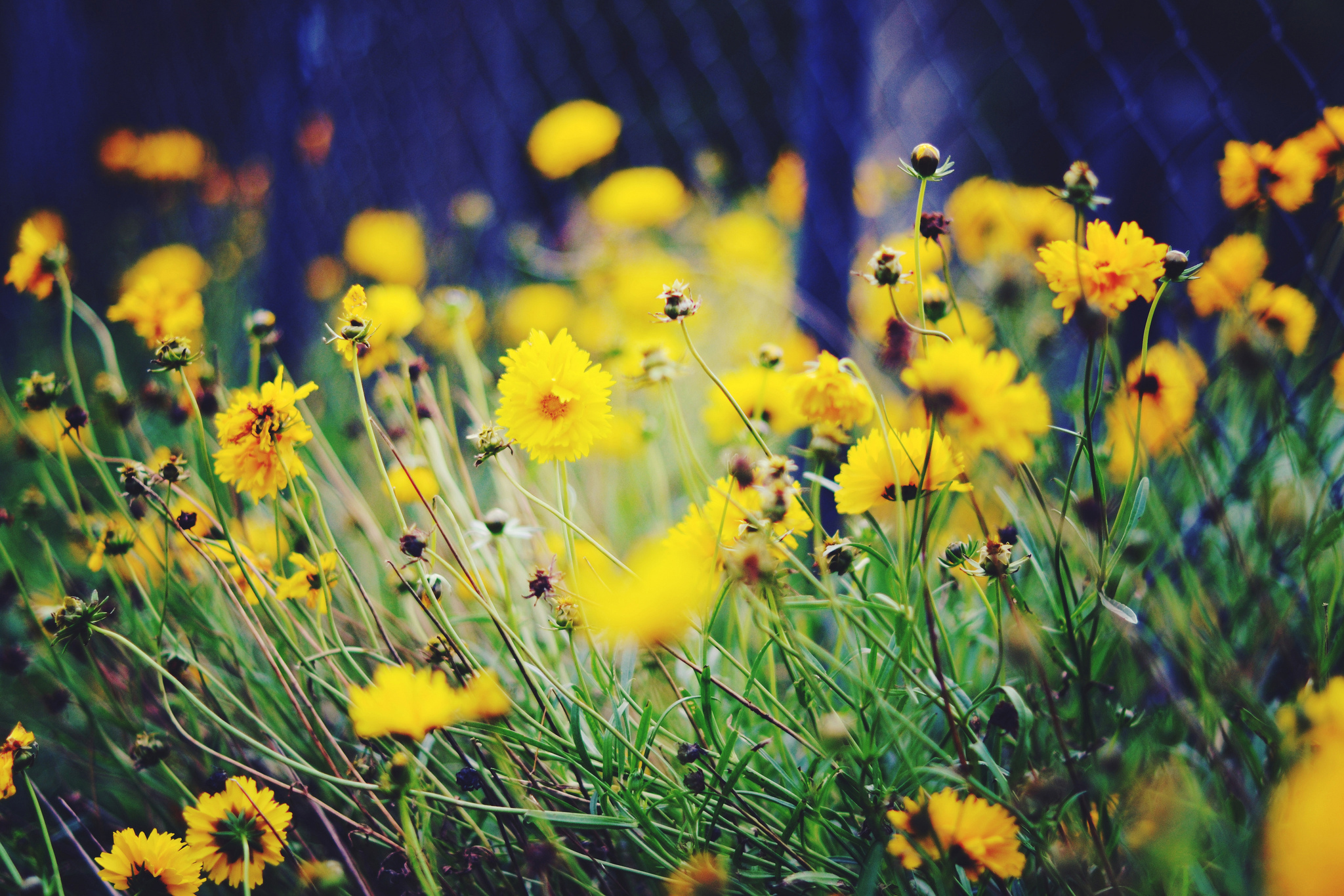 Summer Flowers Wallpaper