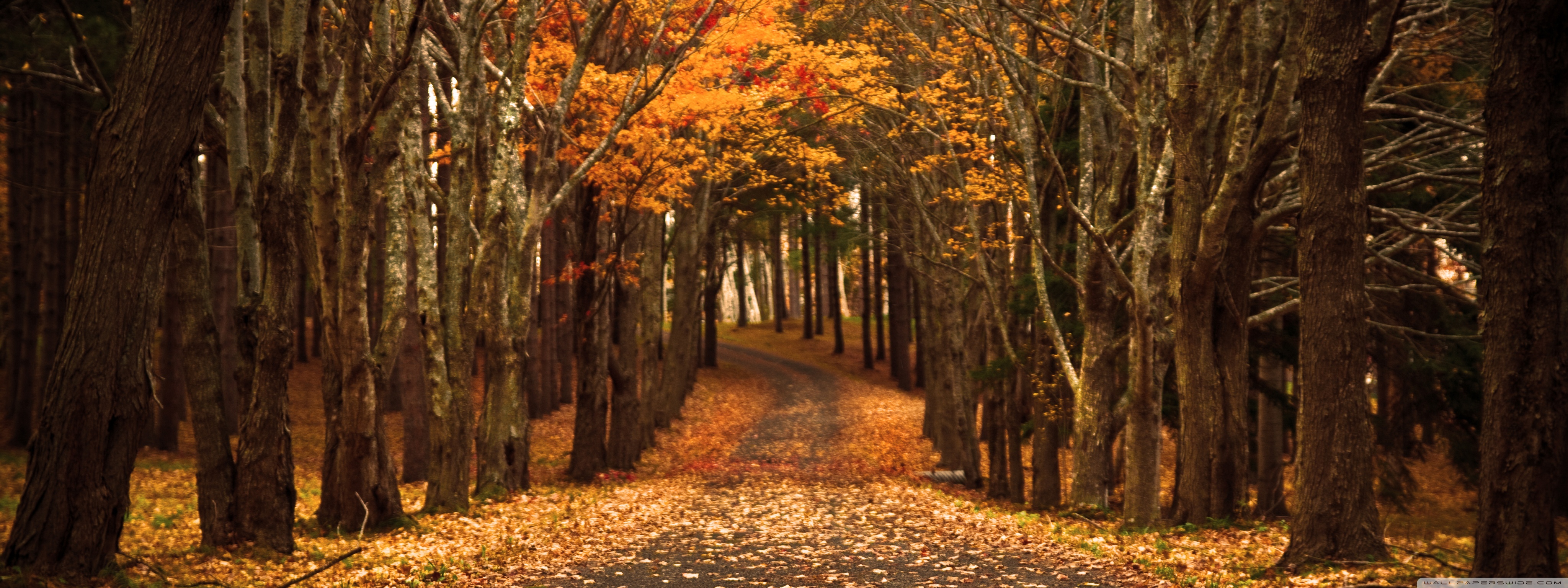 Late Autumn Ultra HD Desktop Background Wallpaper for 4K UHD TV, Multi Display, Dual Monitor, Tablet