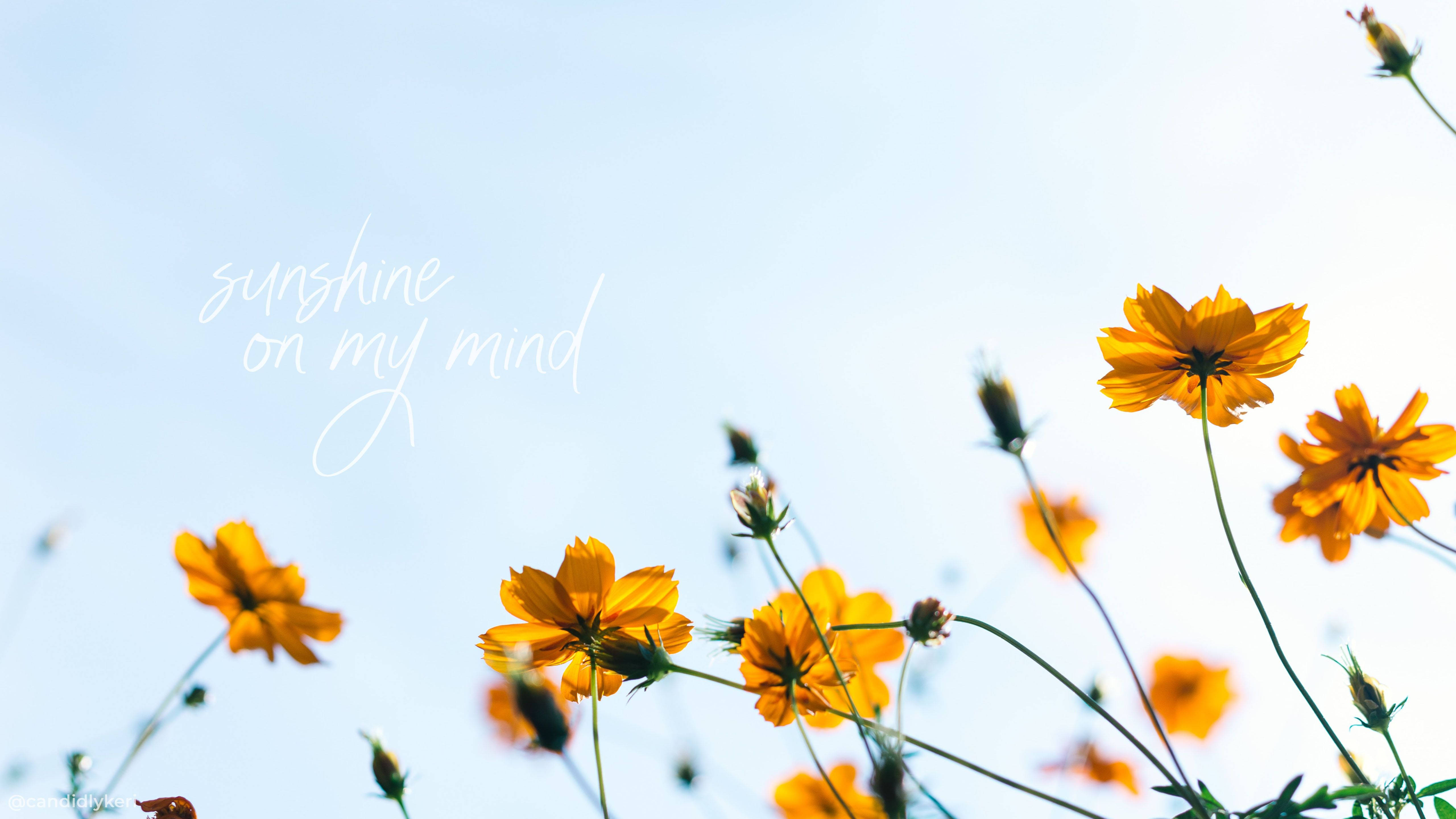 Download Summer Aesthetic Sunshine Flower Quote Wallpaper