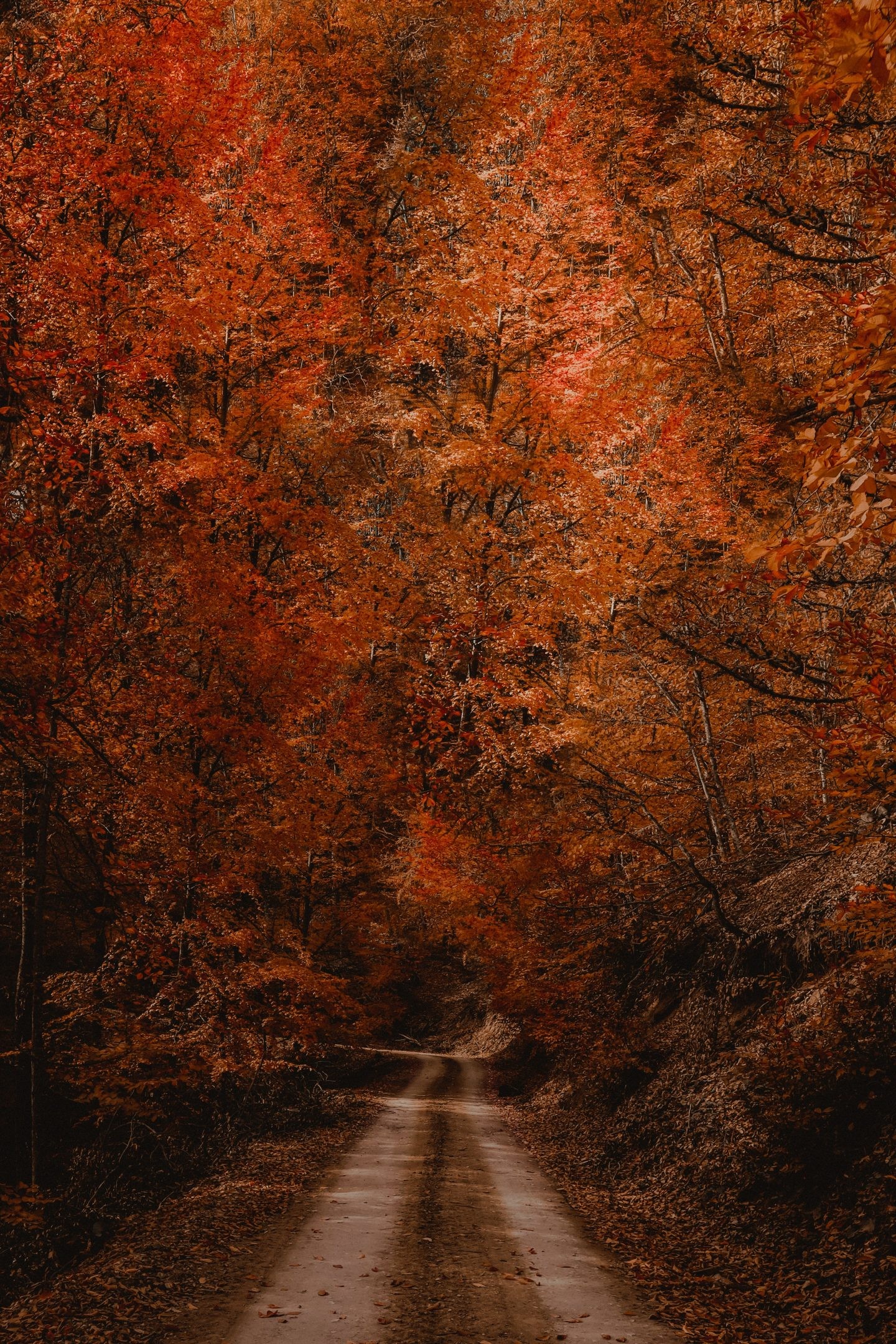 Free Amazing Fall Wallpaper For iPhone